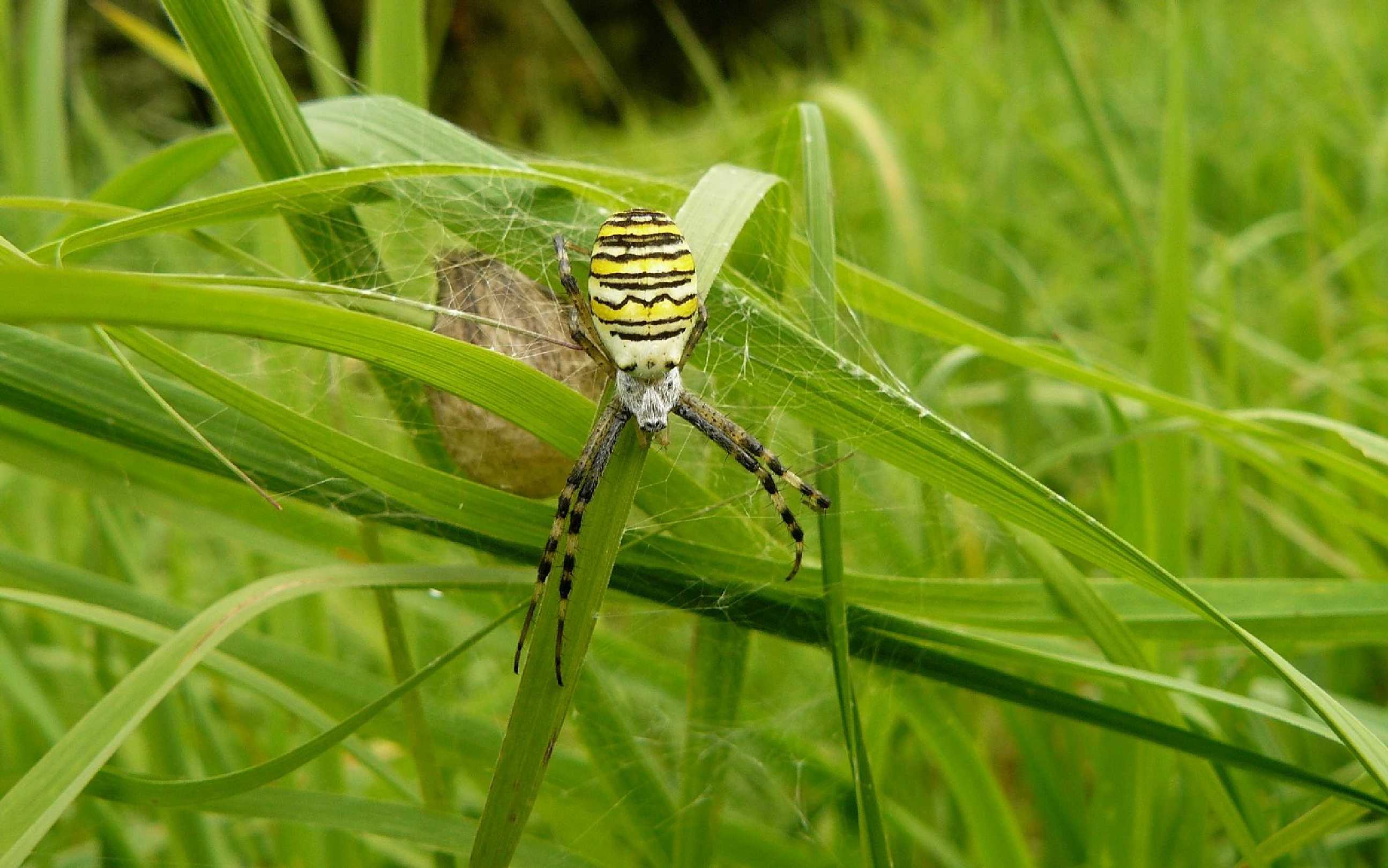 Křižák pruhovaný - Argiope bruenichii - Foto Pavel Stančík 0523