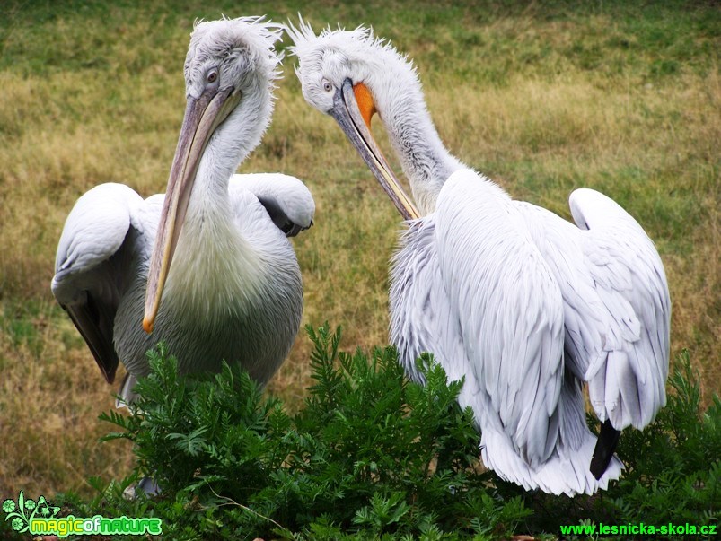 Pelikán - Pelecanus - Foto Andrea Horová (1)