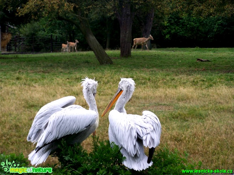 Pelikán - Pelecanus - Foto Andrea Horová