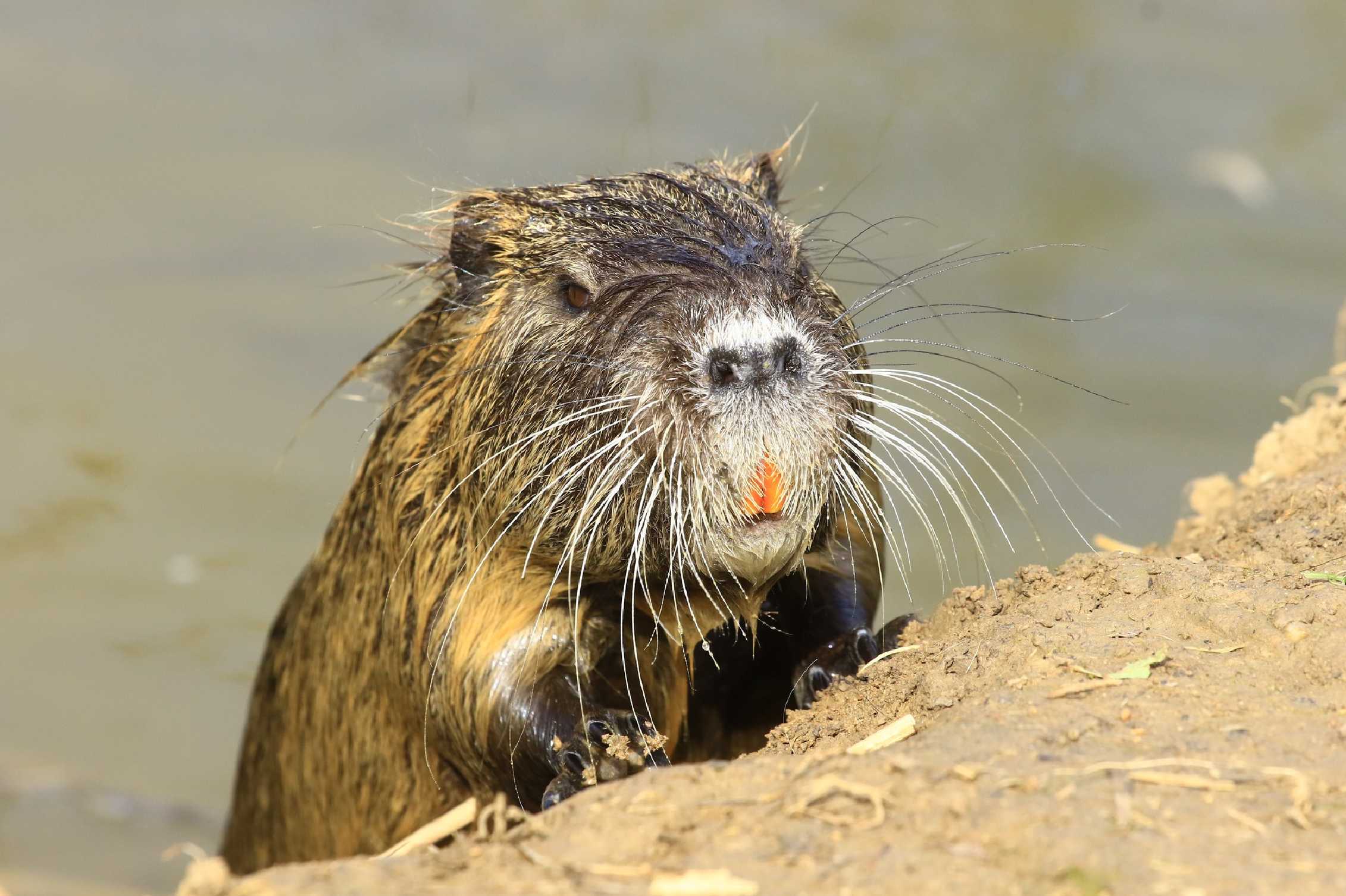 Nutrie říční - Myocastor coypus - Foto Pavel Balazka 0423 (1)