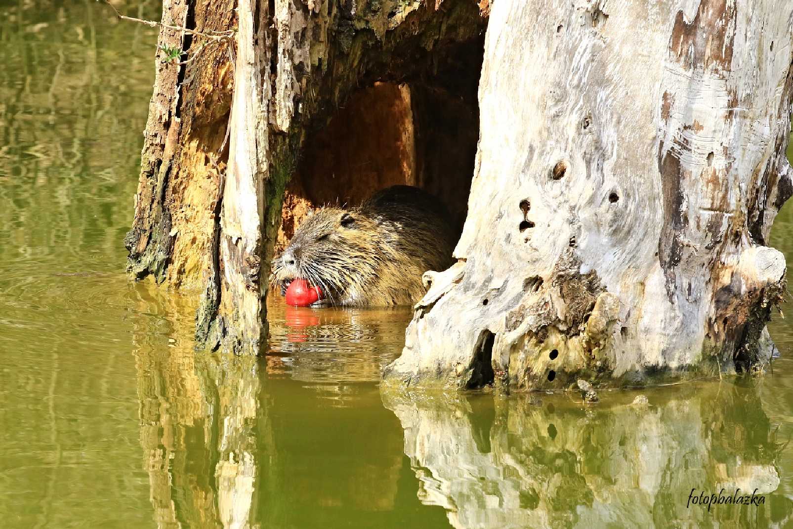 Nutrie říční - Myocastor coypus - Foto Pavel Balazka 0423