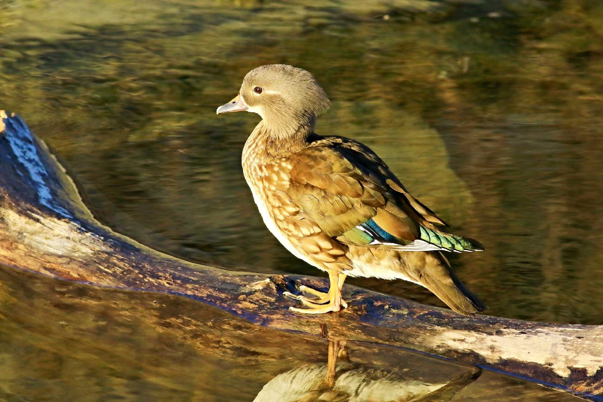 Kachnička mandarinská - Aix galericulata - Foto Pavel Balazka 0423