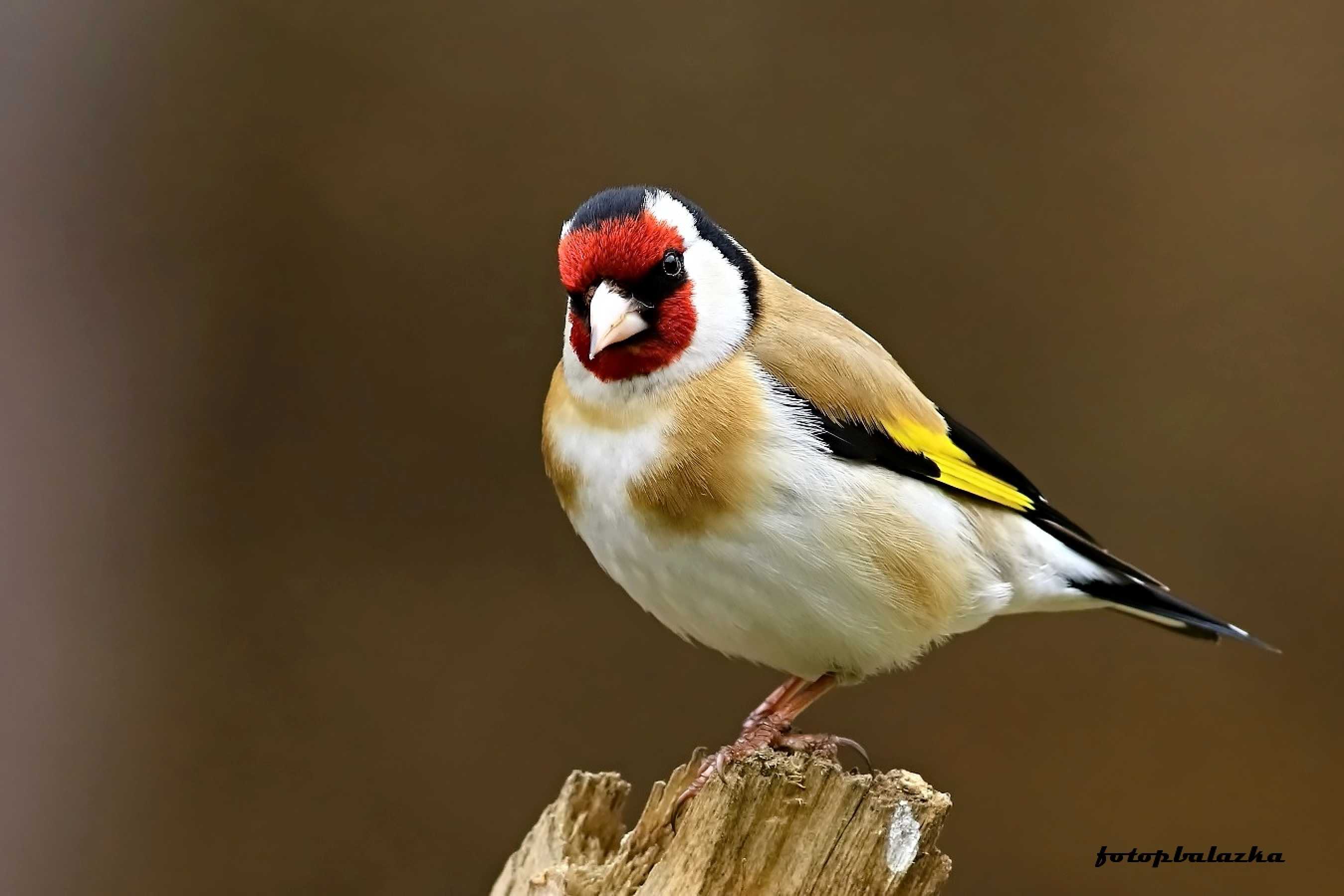 Stehlík obecný - Carduelis carduelis - Foto Pavel Balazka 0423