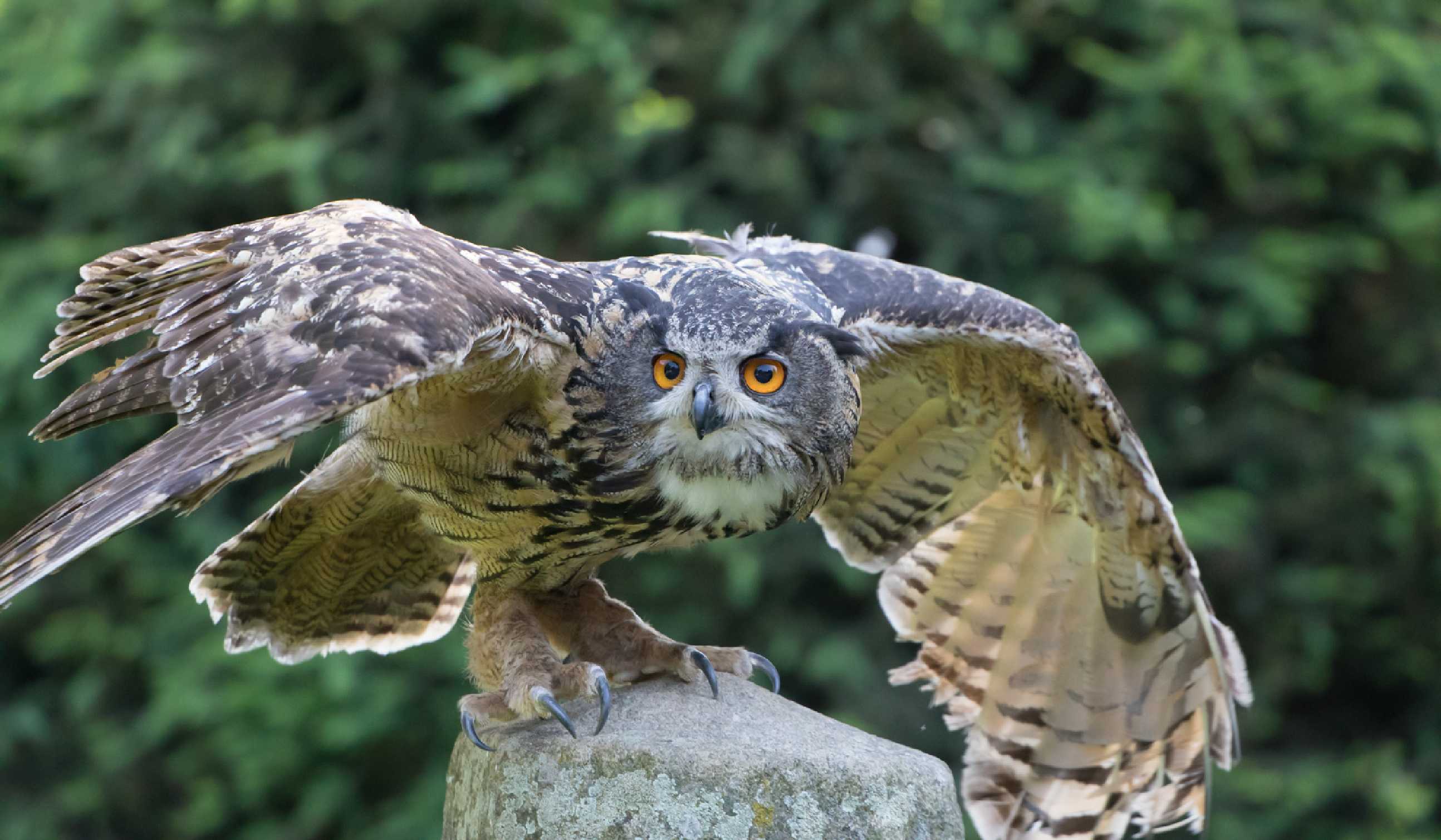 Výr velký ze zámecké obory ve Žlebech - Foto Ladislav Hanousek 0623