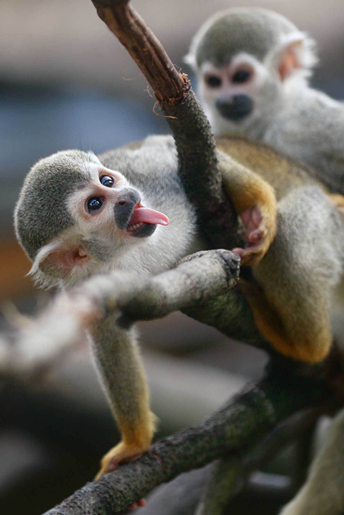 ZOO Olomouc - Kotul veverovitý - Foto Angelika Špicarová 0723