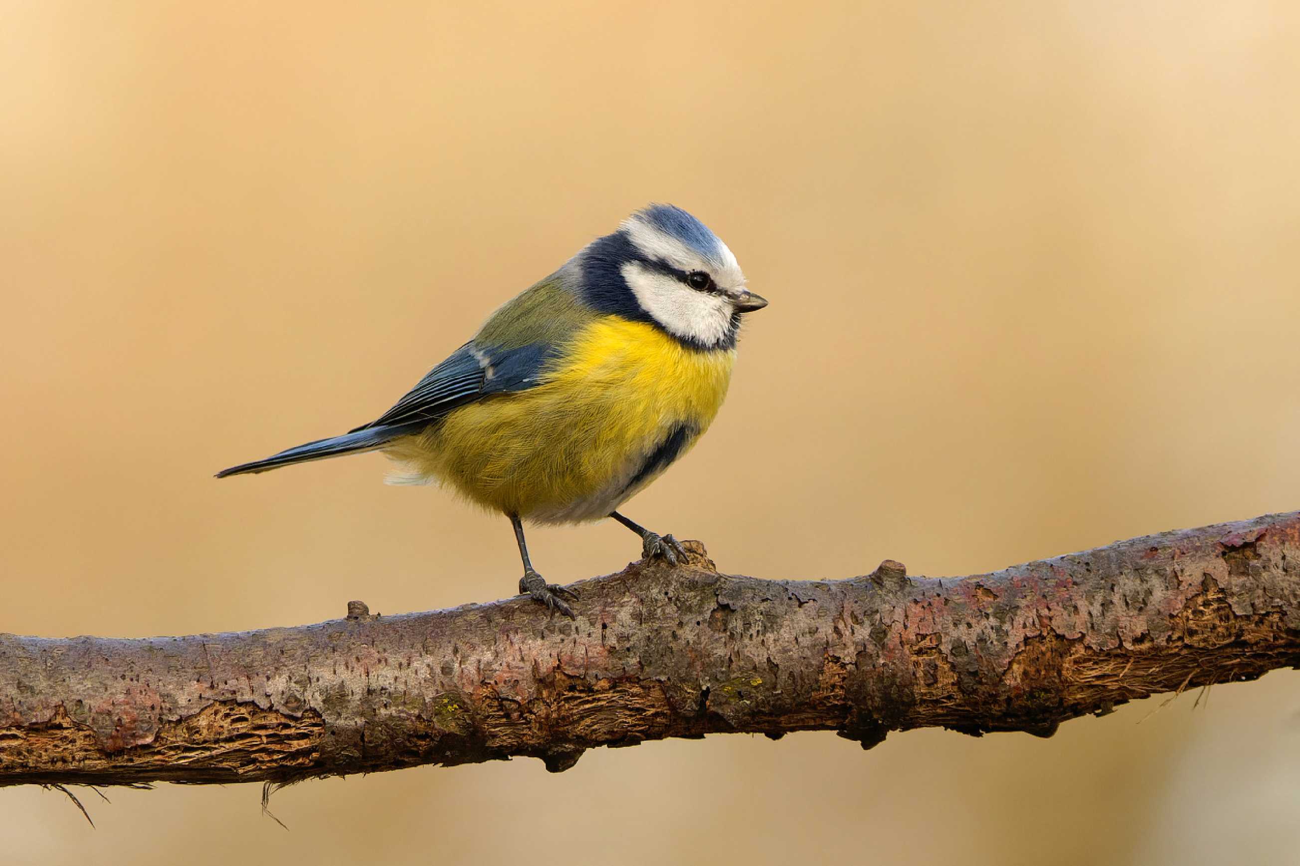 Sýkora modřinka -  Parus caeruleus - Foto Irena Wenischová 0723 (1)