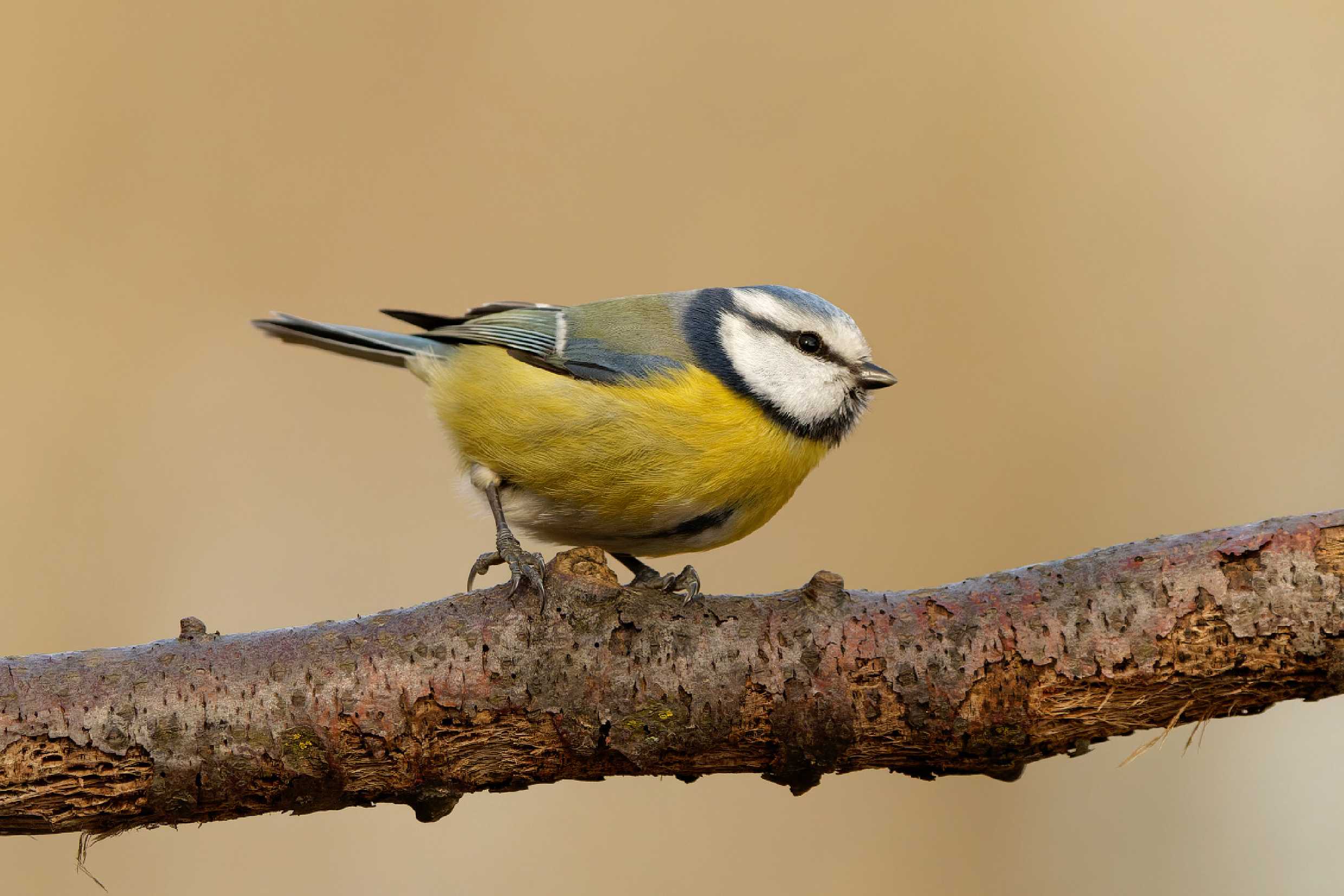 Sýkora modřinka -  Parus caeruleus - Foto Irena Wenischová 0723 (3)