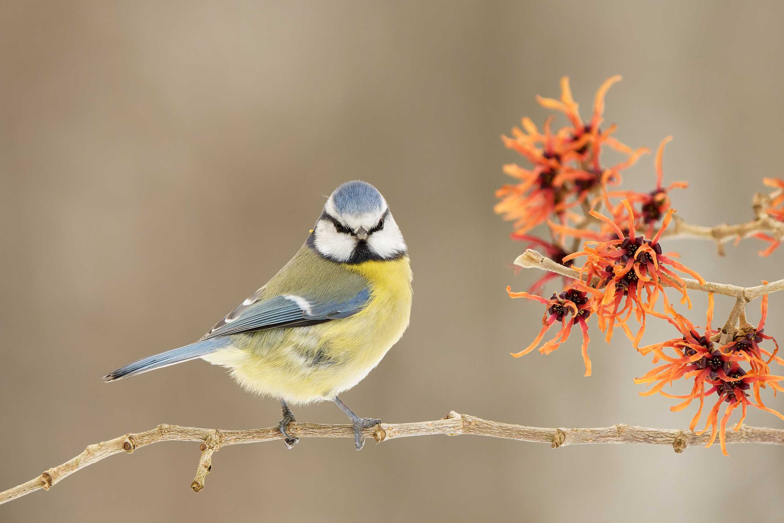 Sýkora modřinka -  Parus caeruleus - Foto Irena Wenischová 0723 (5)