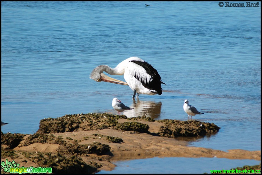 Pelikán - Pelecanus - Foto Roman Brož  (1)