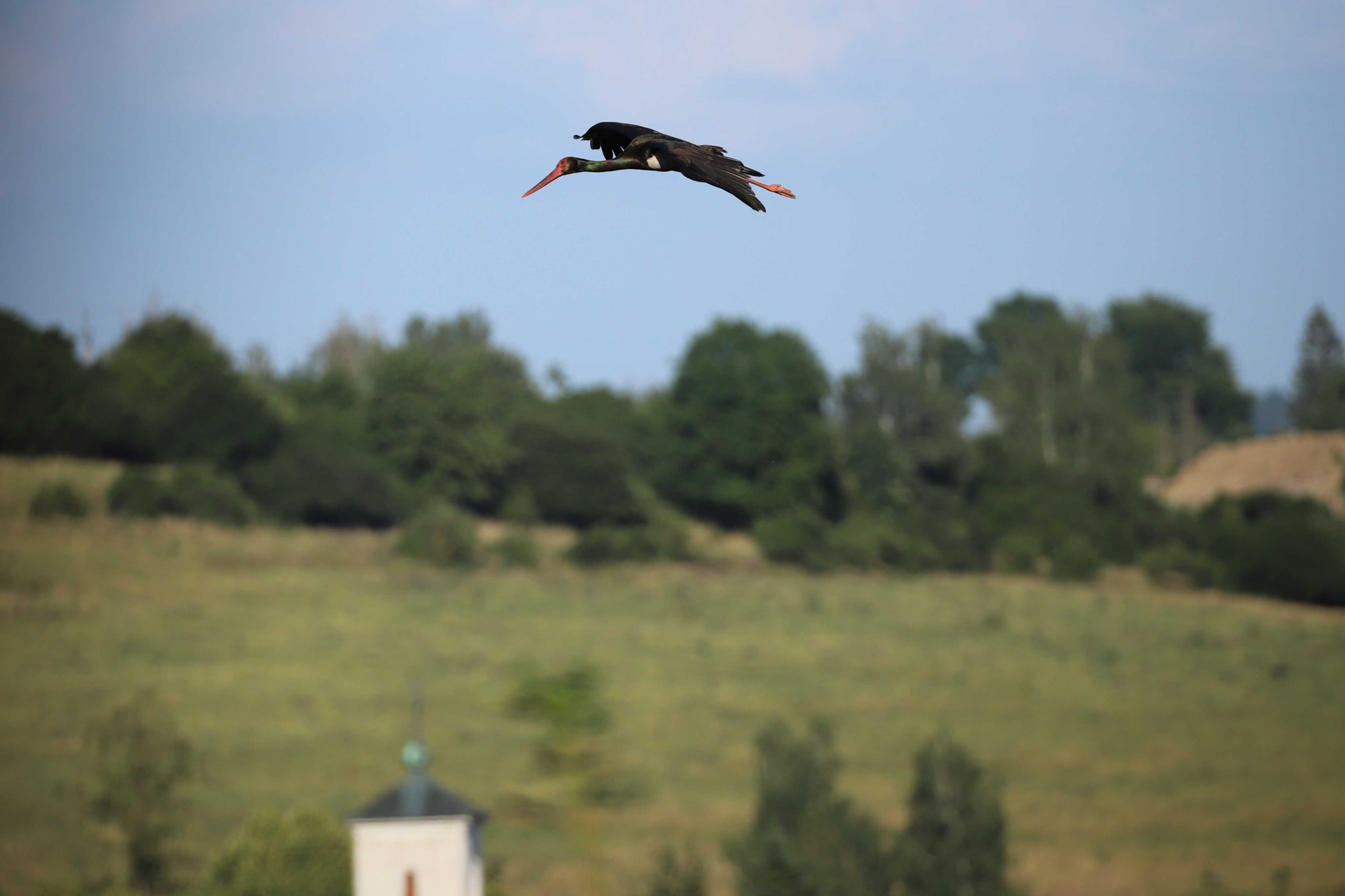 Čáp černý - Foto Ladislav Jonák 0723