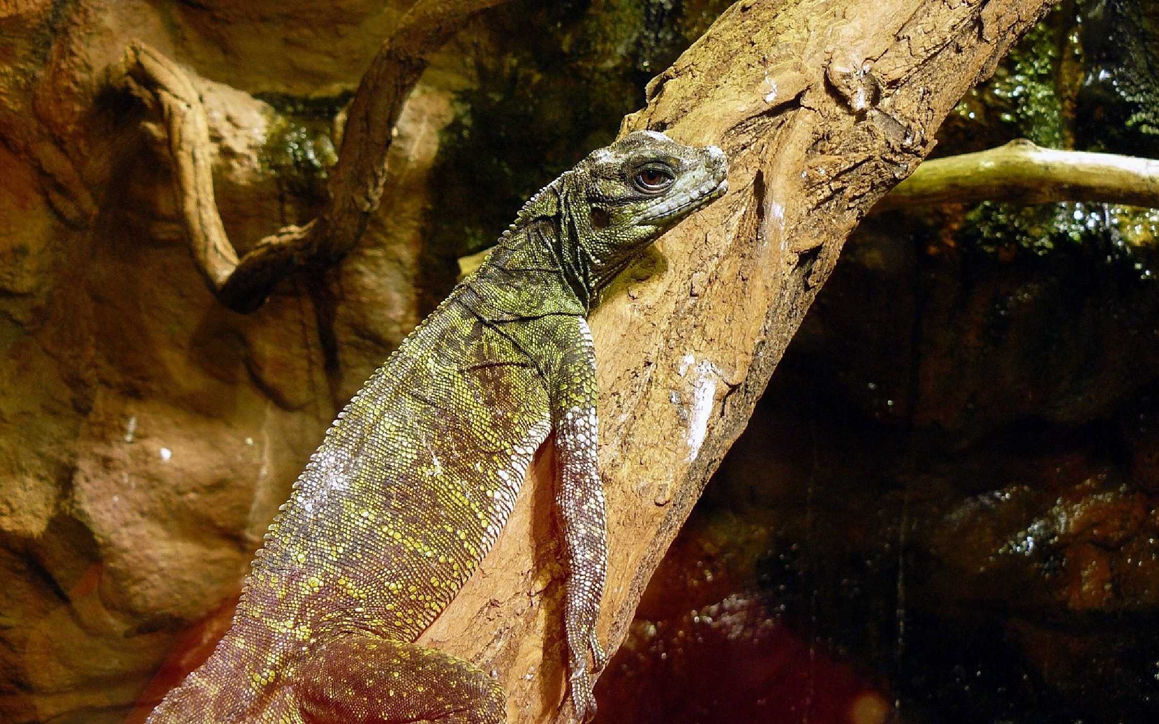 Agama Weberova - Hydrosaurus weberi - Foto Pavel Stančík 0823