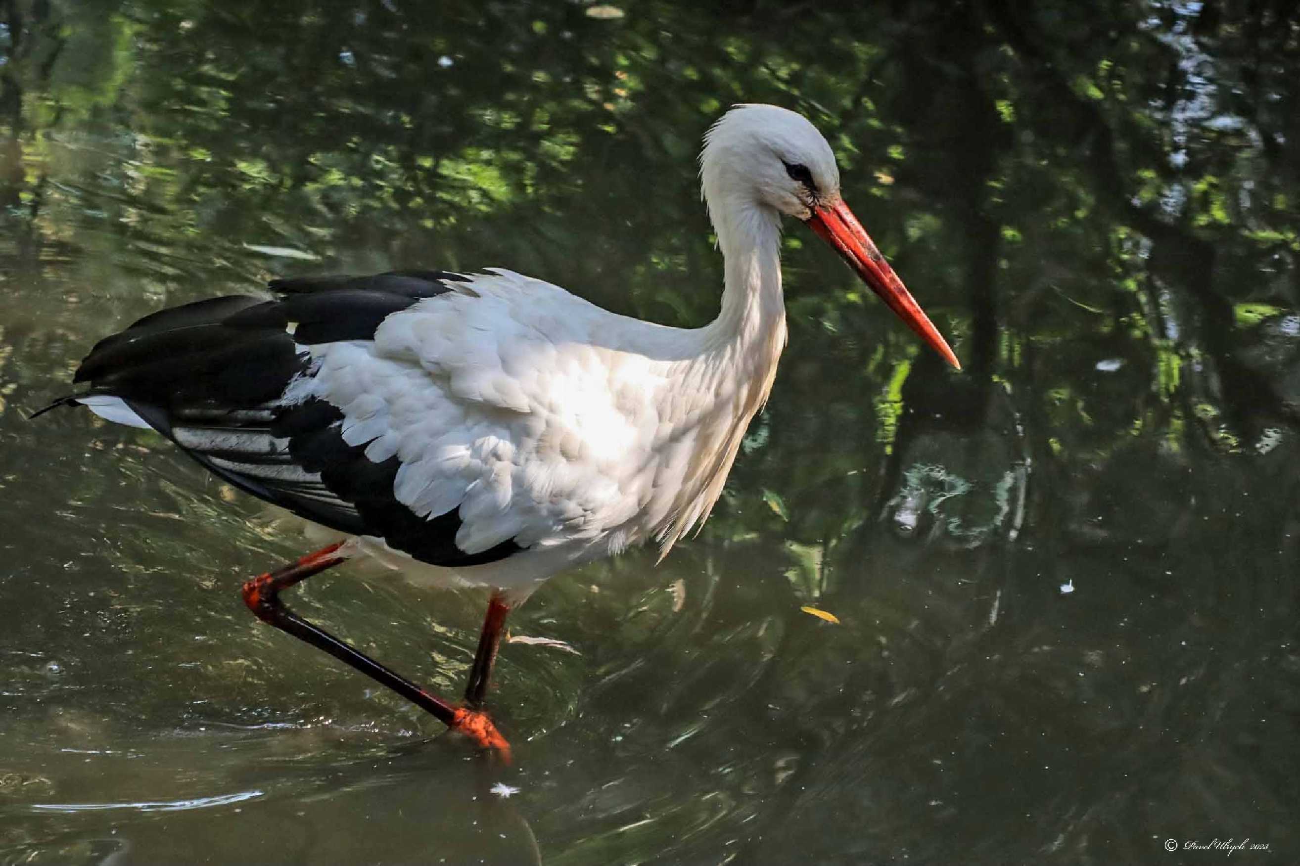 Čáp bílý - Zoopark Chomutov 0923 (1)