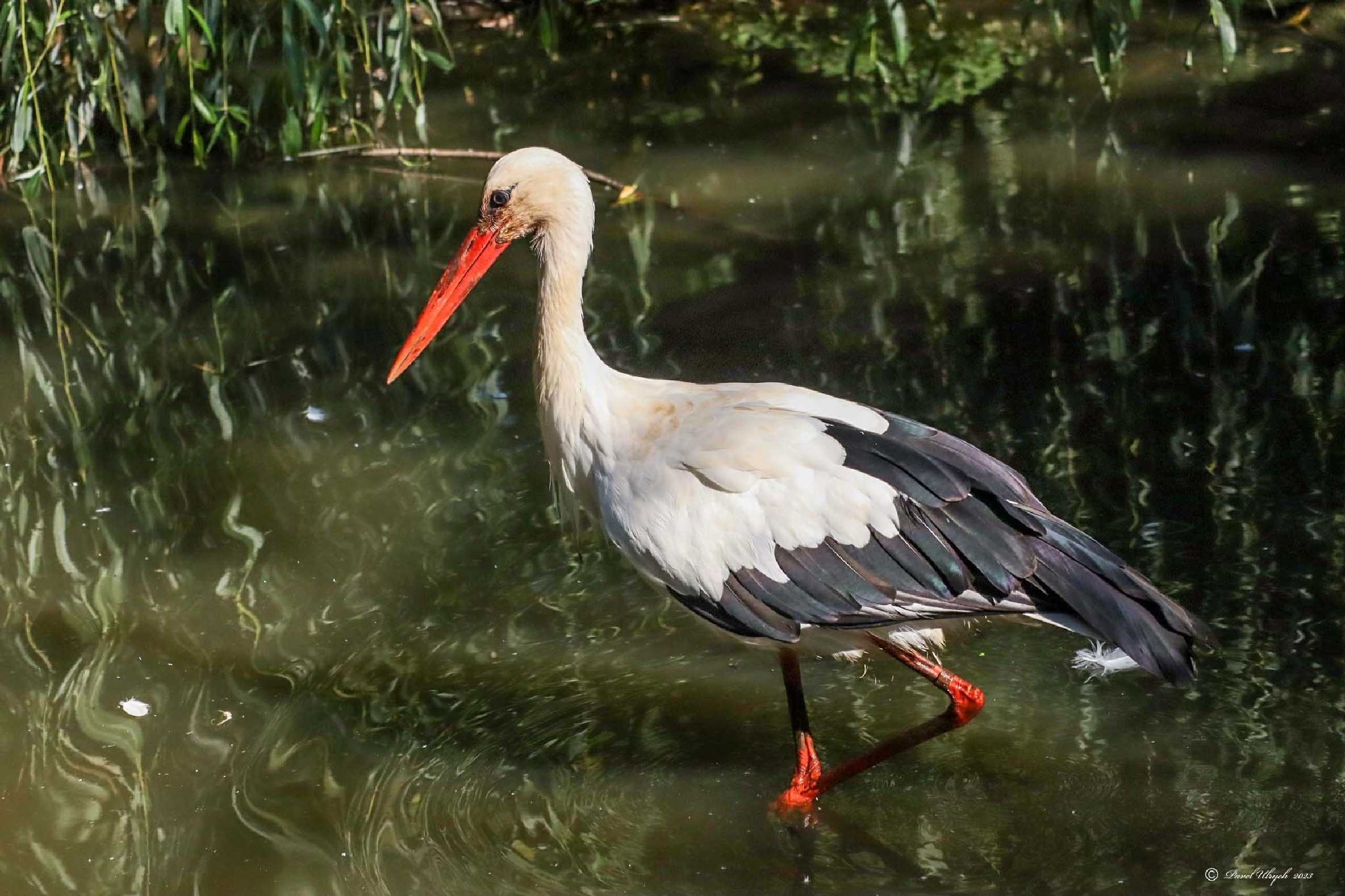 Čáp bílý - Zoopark Chomutov 0923