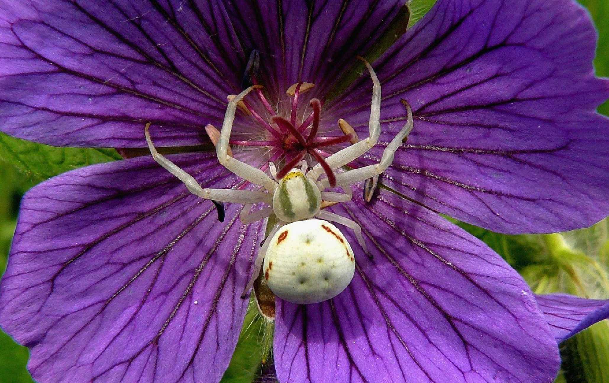 Běžník kopretinový - Misumena vatia - Foto Pavel Stančík 1023