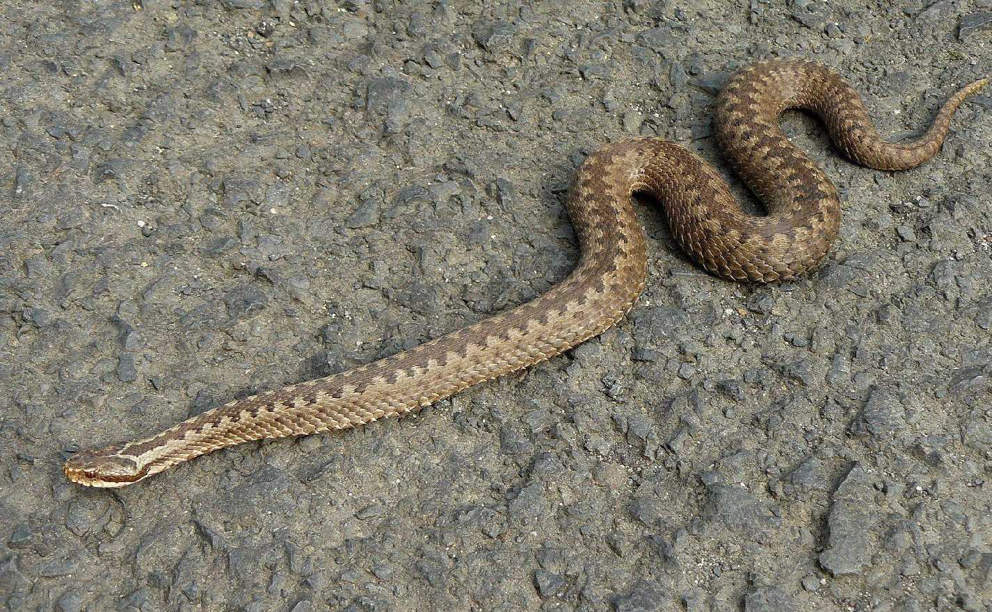 Zmije obecná - Vipera berus - Foto Pavel Stančík 1023 (1)