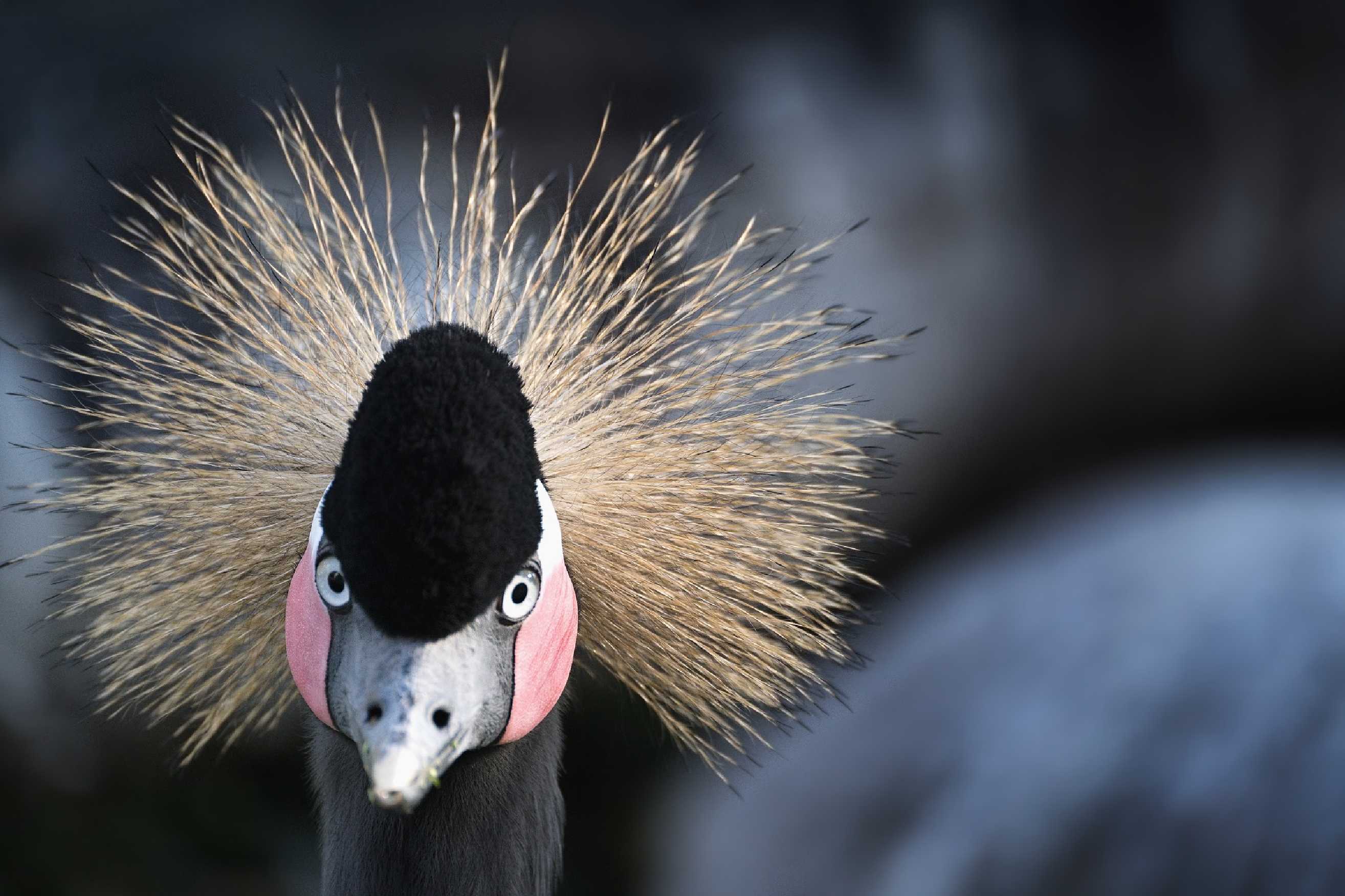 ZOO Dvůr Králové - Foto Jana Ježková 1023 (10)