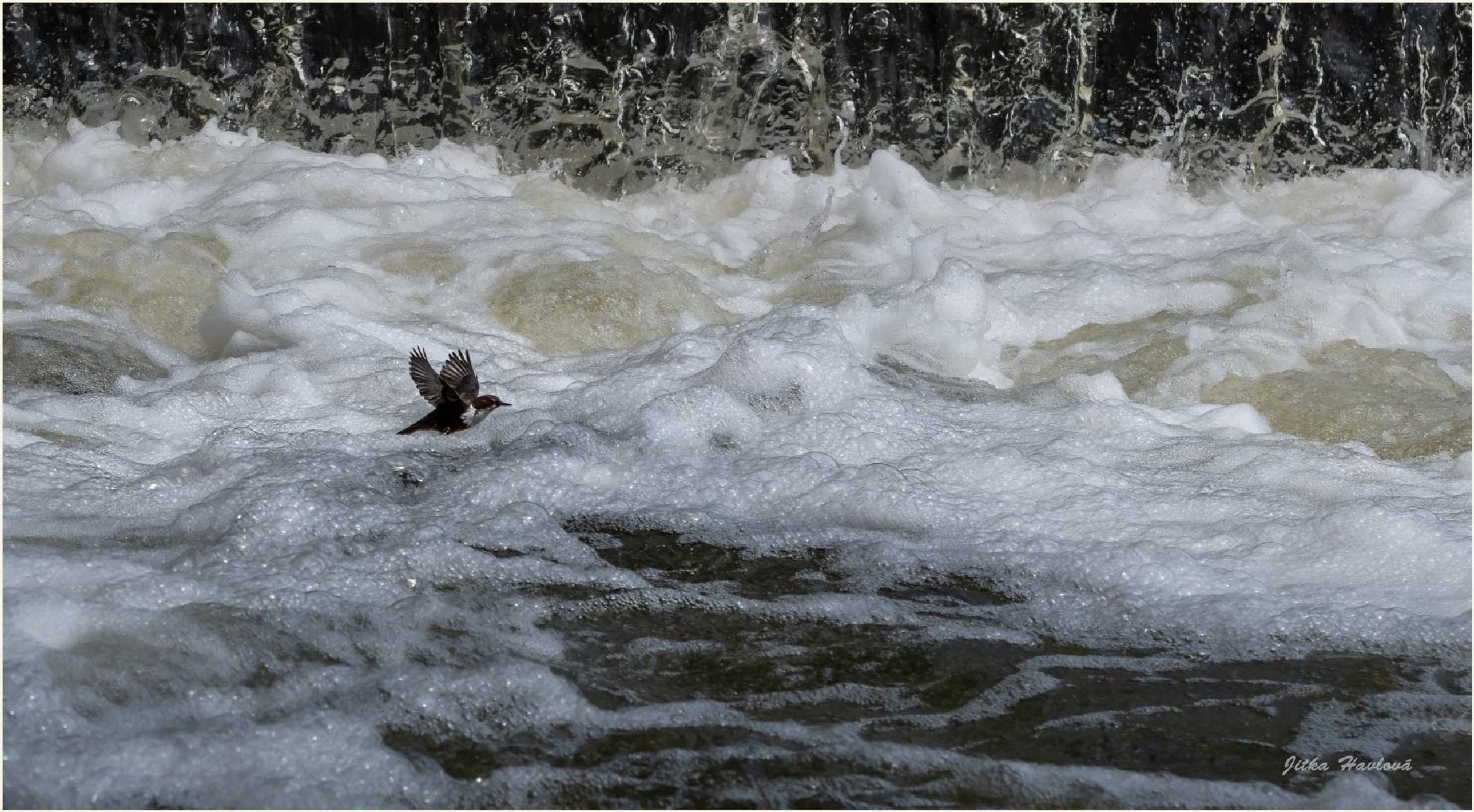 Skorec nad vodní hladinou - Foto Jitka Havlová 1023