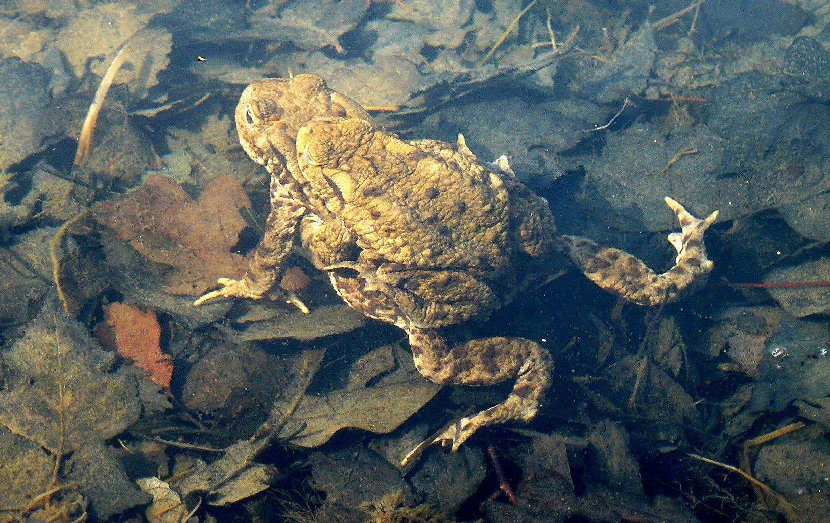 Ropucha obecná - Bufo bufo - Foto Pavel Stančík 1123