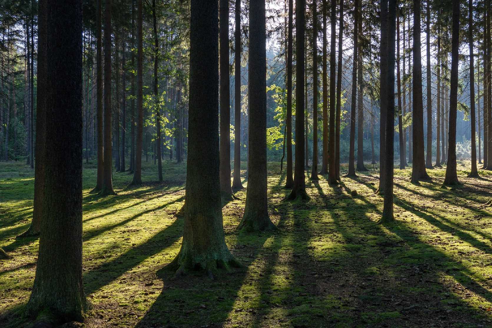 Ranní les - Foto Petr Germanič 0923