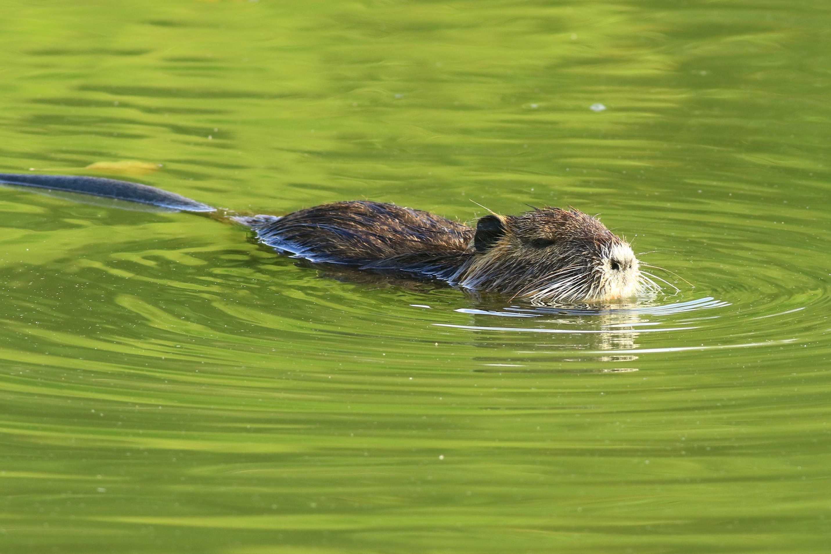 Nutrie říční - Myocastor coypus - Foto Pavel Balazka 0923 (2)