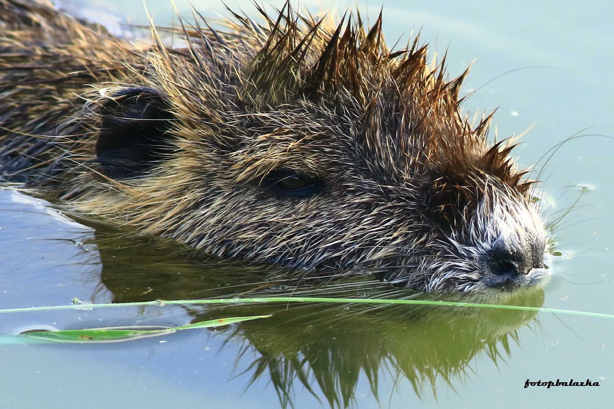 Nutrie říční - Myocastor coypus - Foto Pavel Balazka 0923 (3)