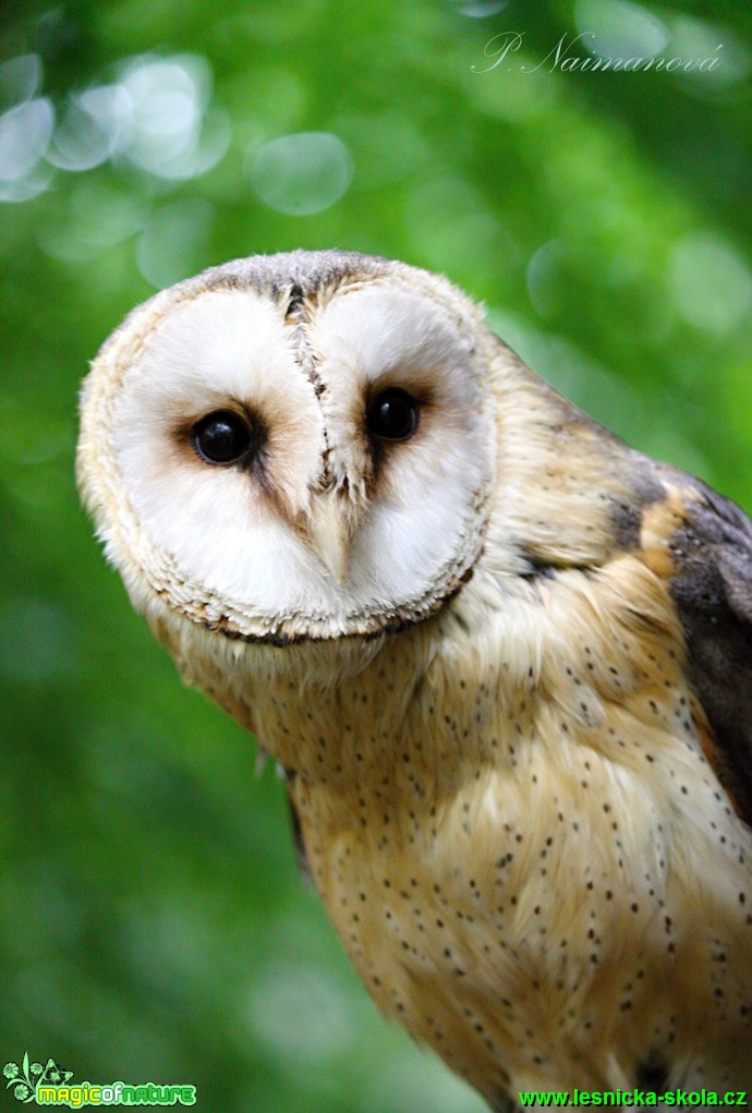 Sova pálená - Tyto alba - Foto Petra Naimanová