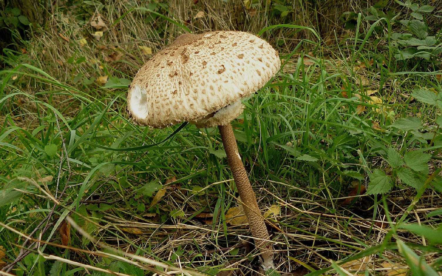 Bedla vysoká - Macrolepiota procera - Foto Pavel Stančík 0124 (1)