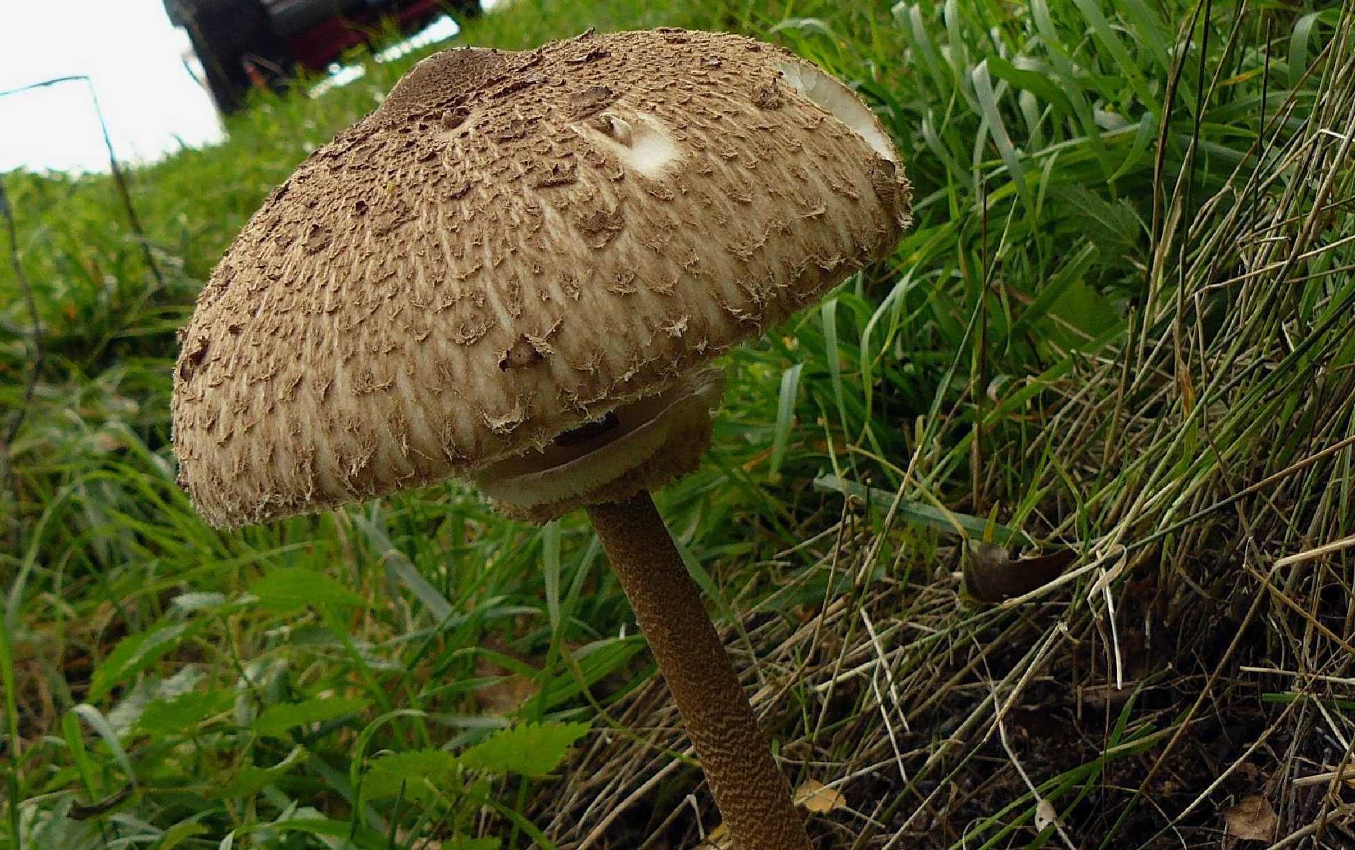 Bedla vysoká - Macrolepiota procera - Foto Pavel Stančík 0124