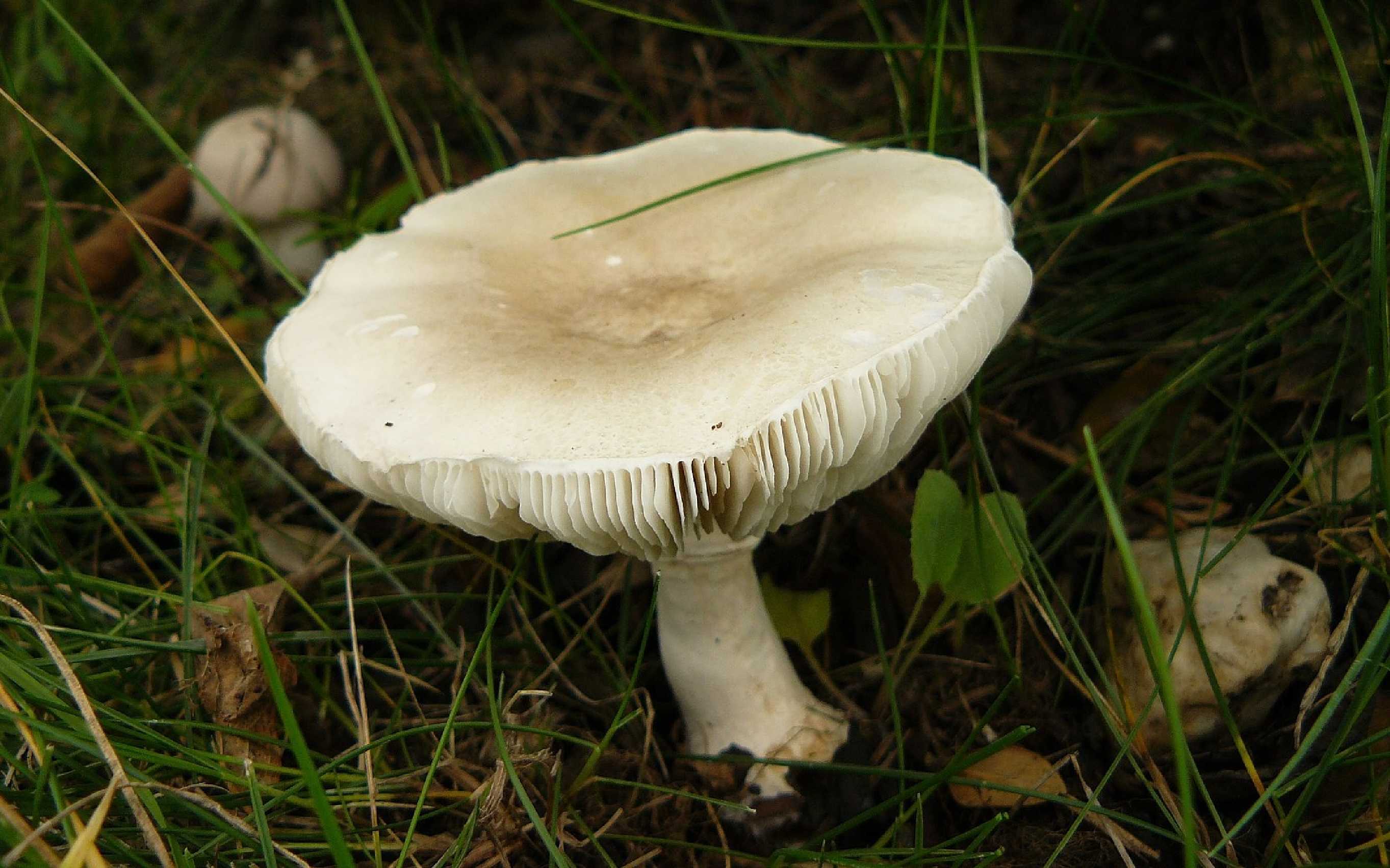 Bedla zardělá - Leucoagaricus leucothites - Foto Pavel Stančík 0124 (1)