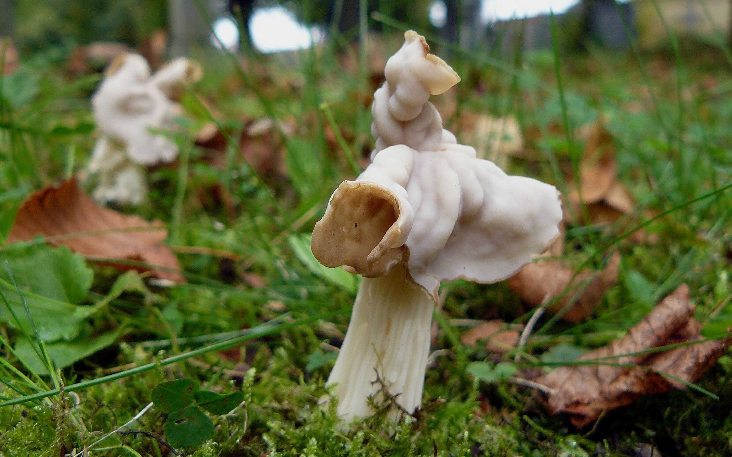 Chřapáč kadeřavý - Helvella crispa - Foto Pavel Stančík 0124