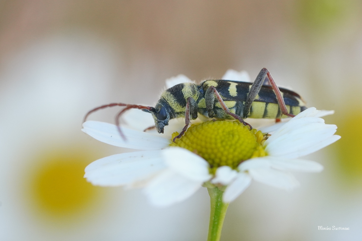 Tesařík - Plagionatus floralis  - Foto Monika Suržinová 0124