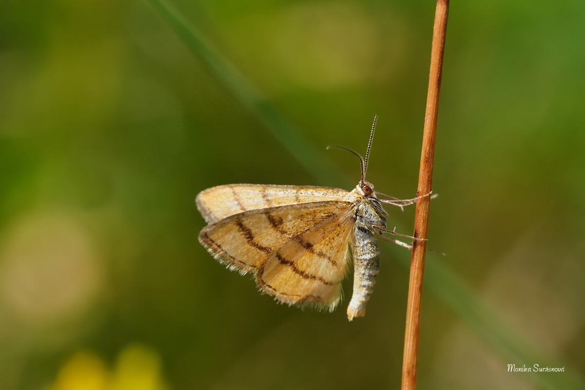 Žlutokřídlec zlatožlutý - Foto Monika Suržinová 0124