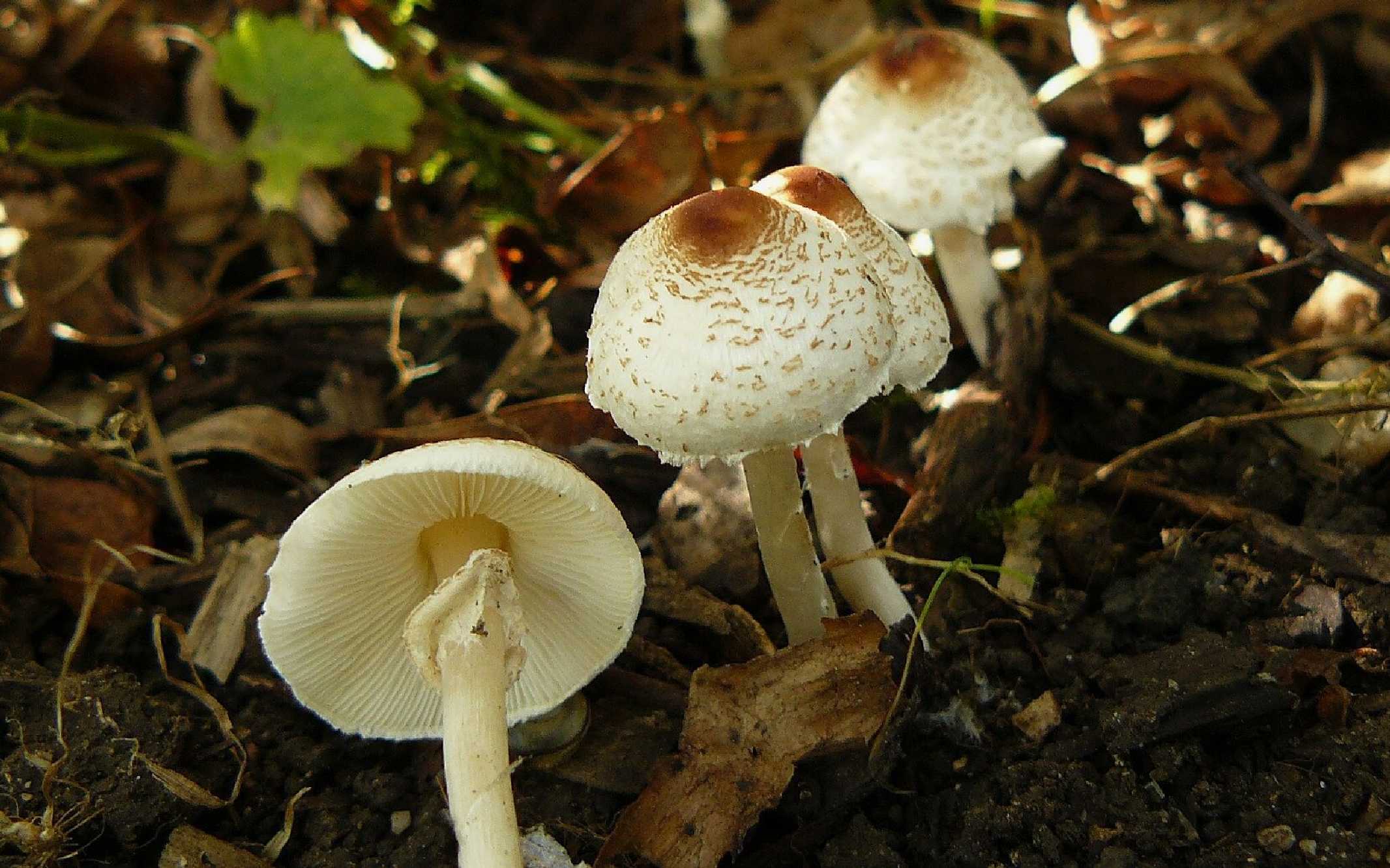 Bedla hřebenitá - Lepiota cristata - Foto Pavel Stančík 0324