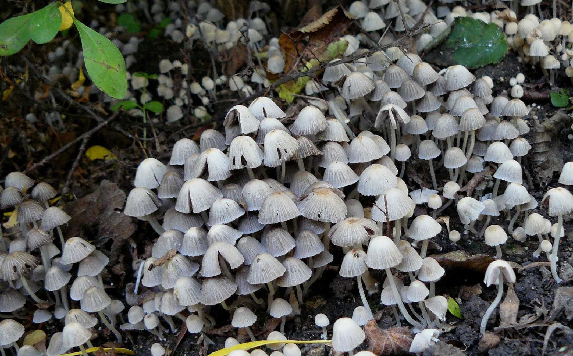 Hnojník nasetý - Coprinellus disseminatus - Foto Pavel Stančík 0324 (1)