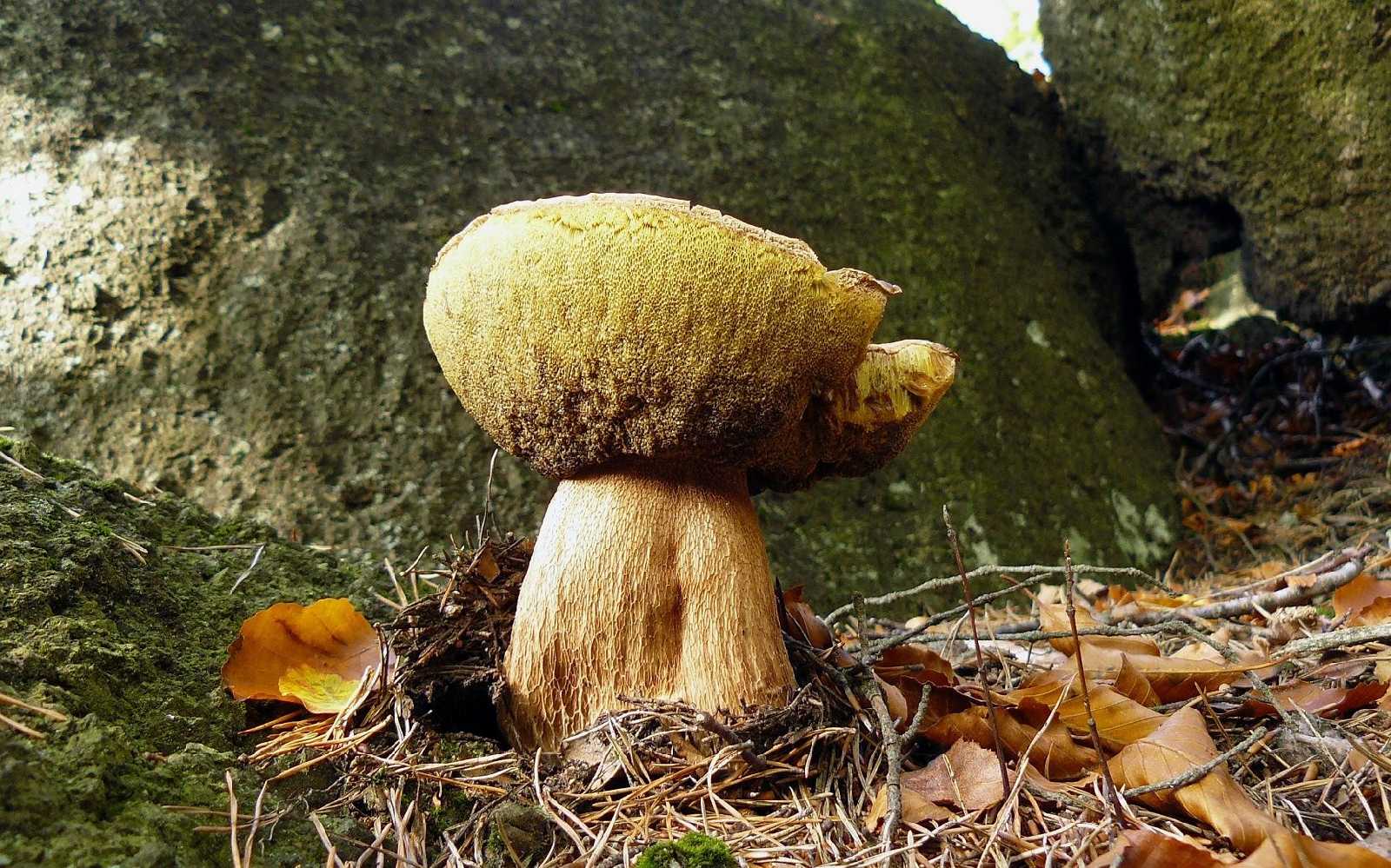 Hřib hnědý - Boletus badius - Foto Pavel Stančík 0324