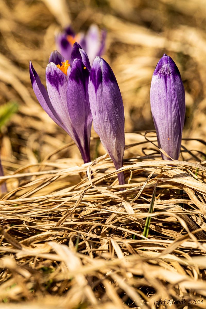 Šafrány - Foto Jozef Pitoňák 0424 (12)