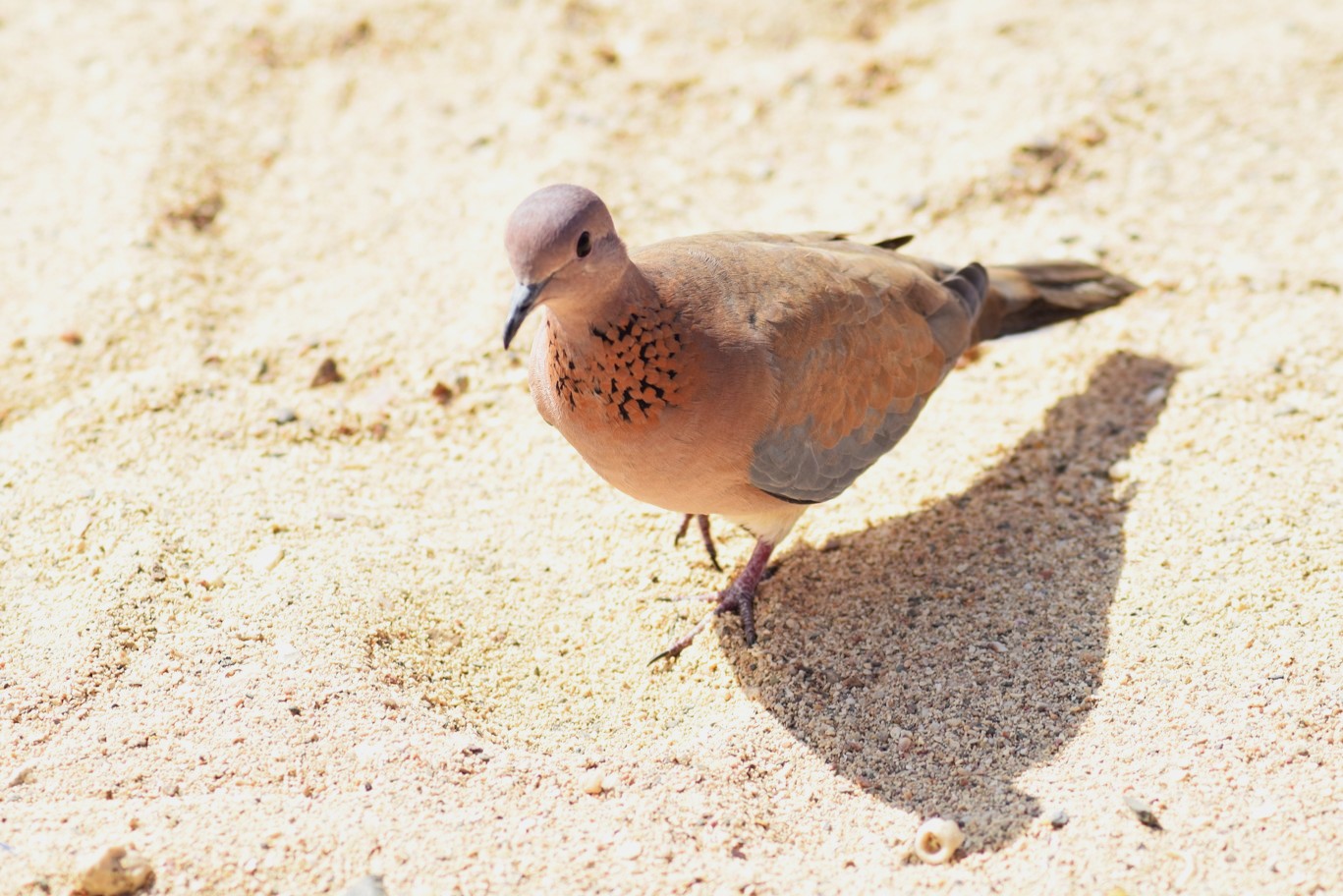 Hrdlička senegalská - Streptopelia senegalensis - Foto Marie Žďánská 0424