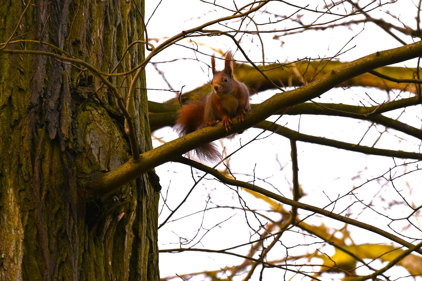 Veverka obecná - Sciurus vulgaris - Foto Marie Žďánská 0424 (2)