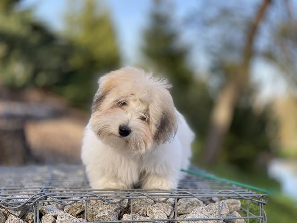 Coton de tulear - Foto Jiří Křivánek 0424