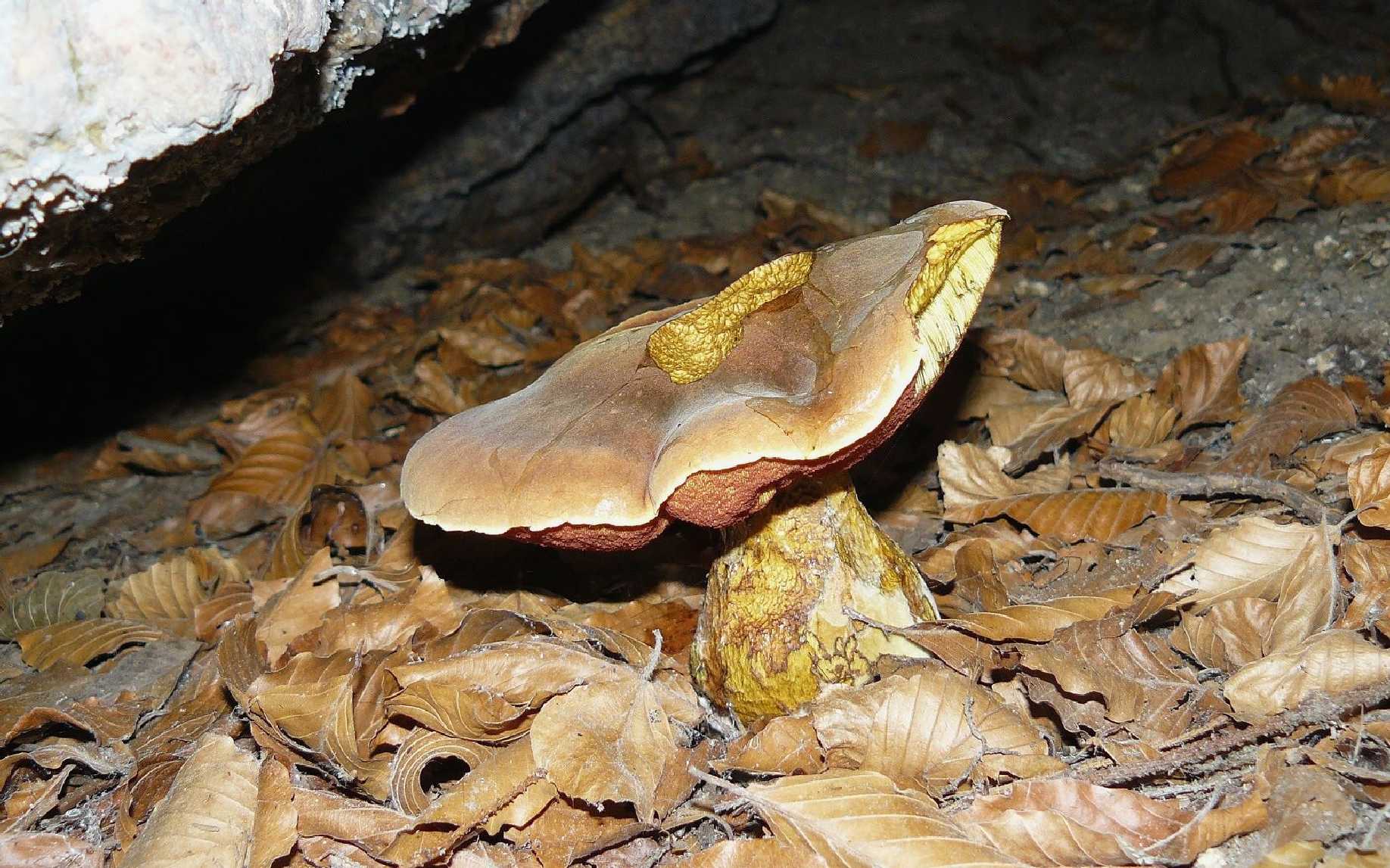 Hřib kovář - Boletus luridiformis - Foto Pavel Stančík 0424