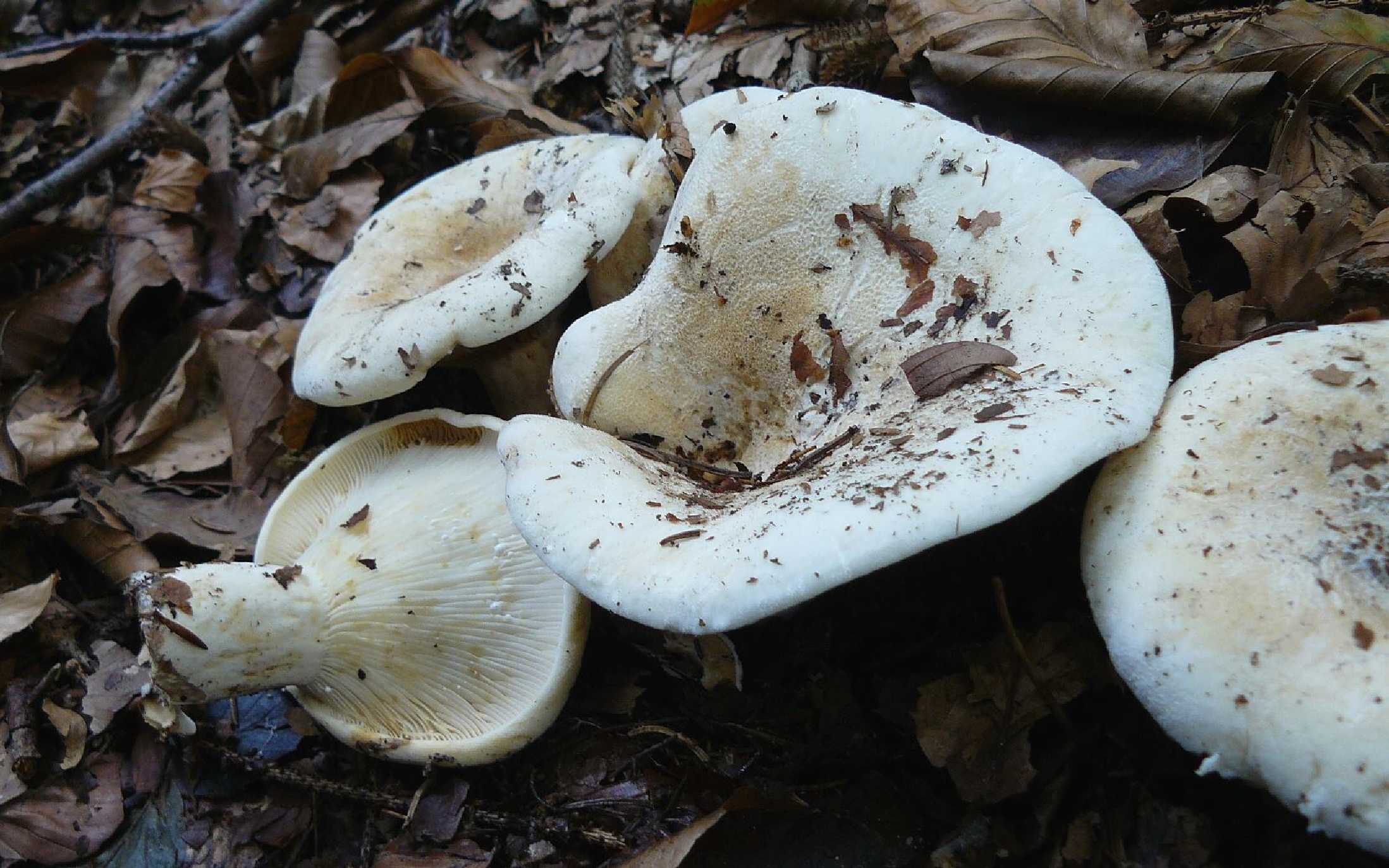 Ryzec plstnatý - Lactarius vellereus - Foto Pavel Stančík 0424