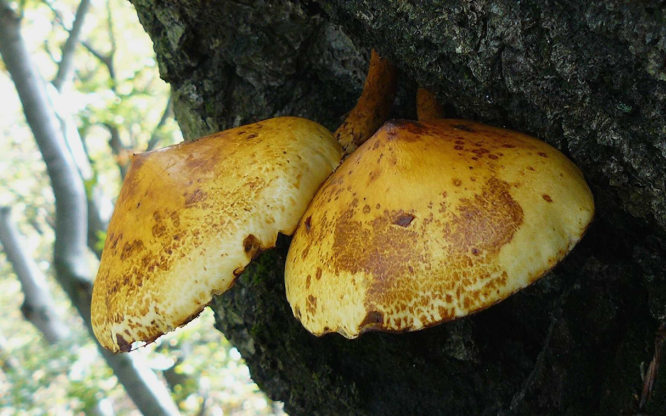 Šupinovka slizká - Pholiota adiposa - Foto Pavel Stančík 0424