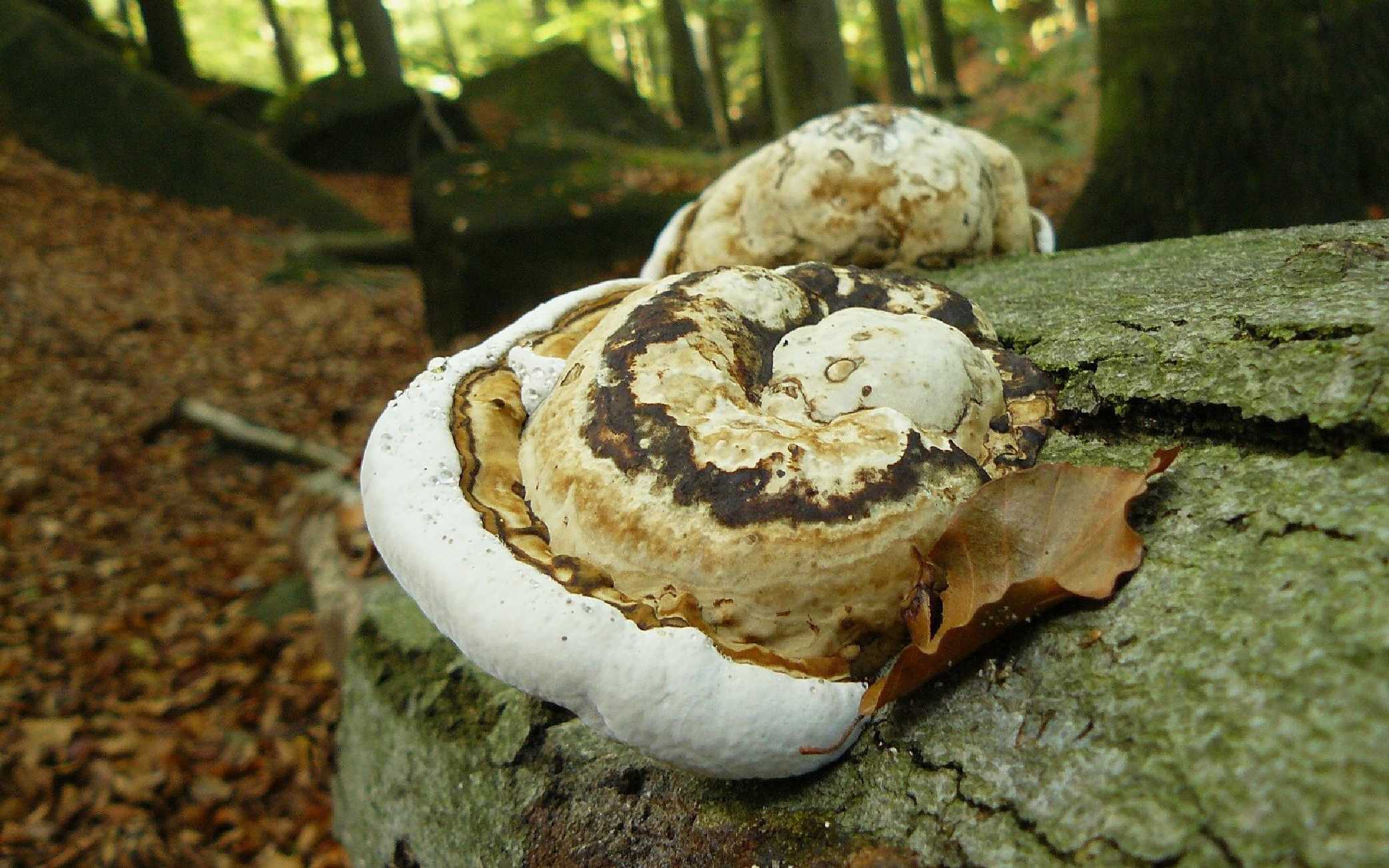 Troudnatec kopytovitý - Fomes fomentarius - Foto Pavel Stančík 0424