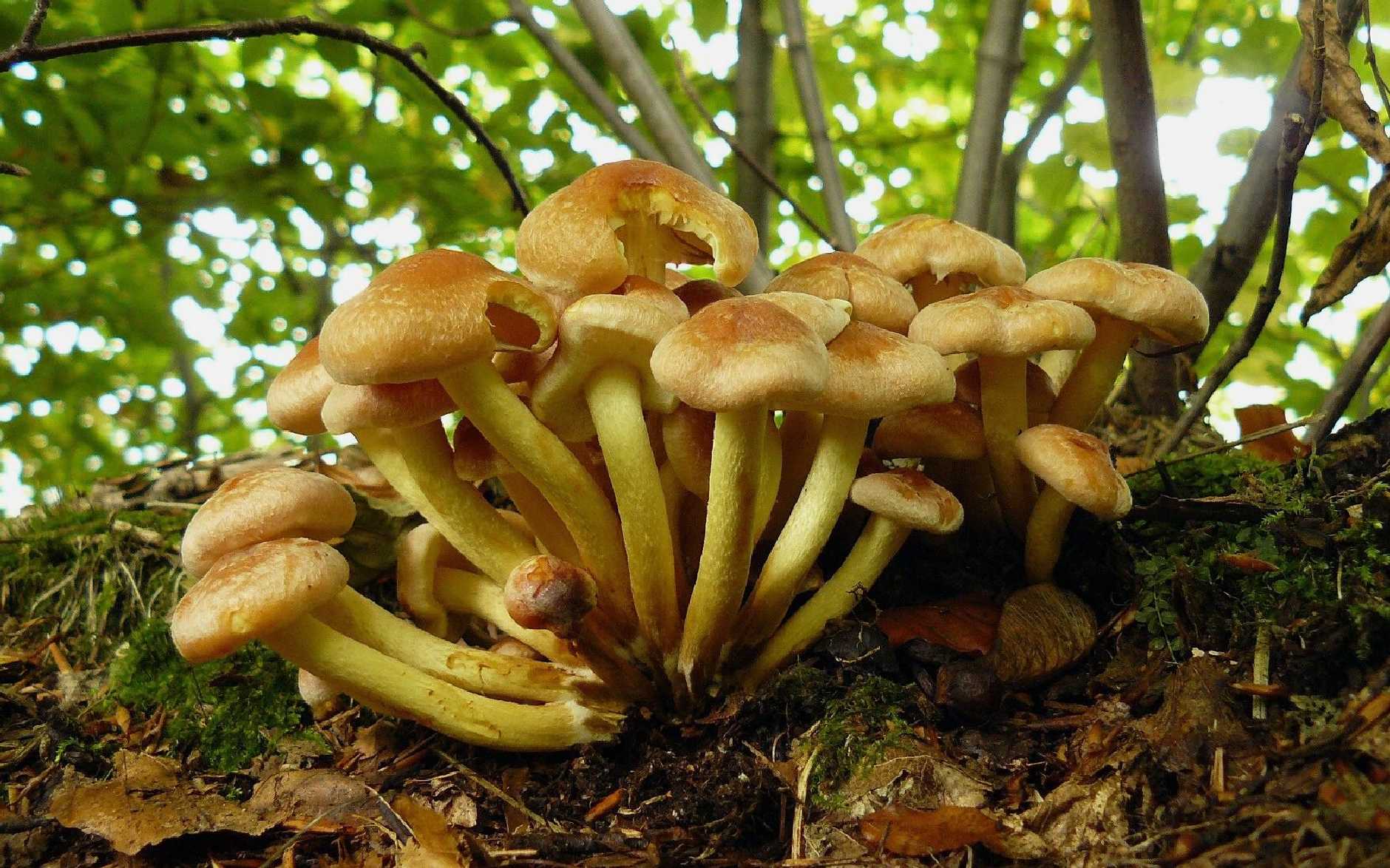 Třepenitka svazčitá - Hypholoma fasciculare - Foto Pavel Stančík 0424