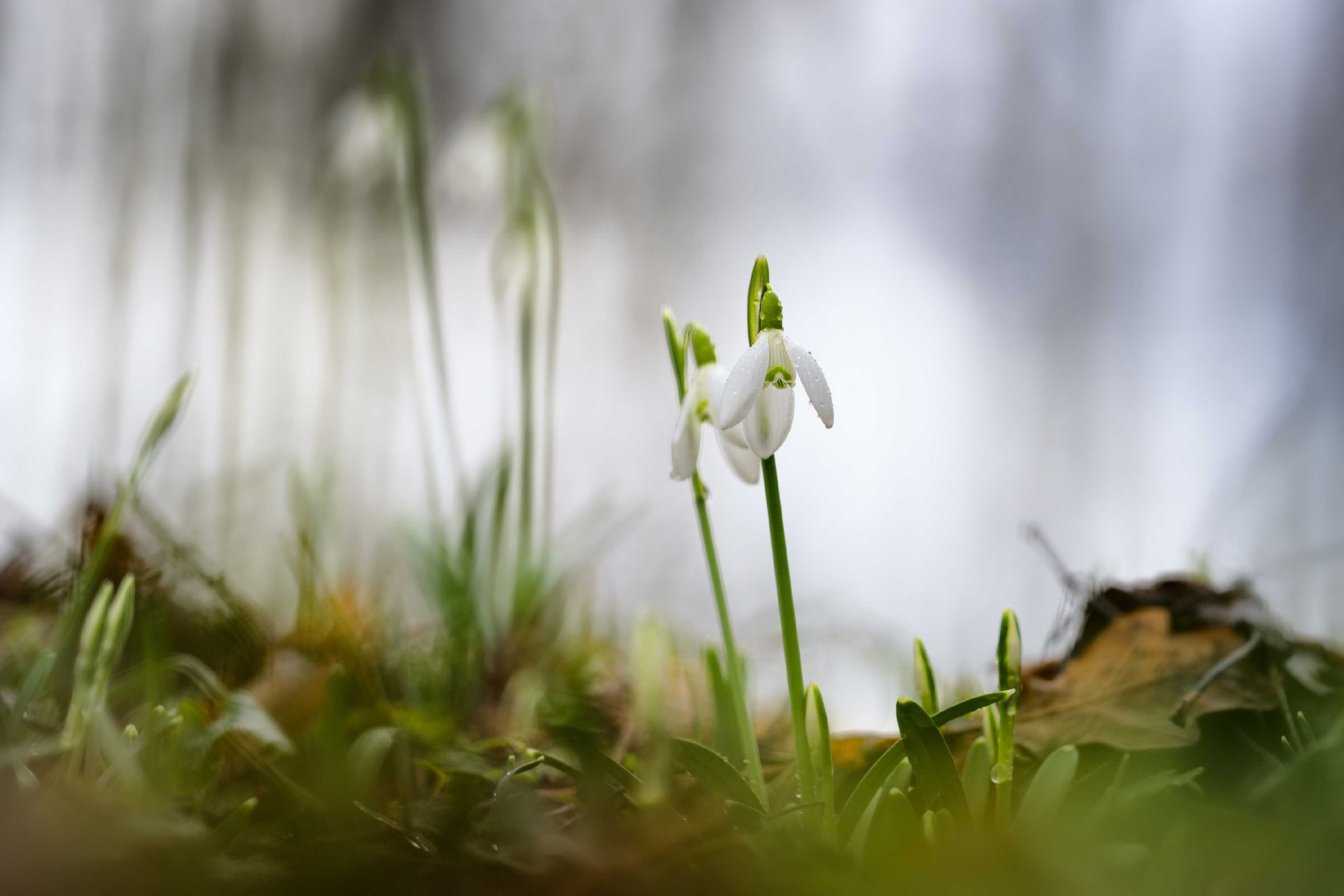 Sněženka podsněžník - Foto Jana Ježková 0224