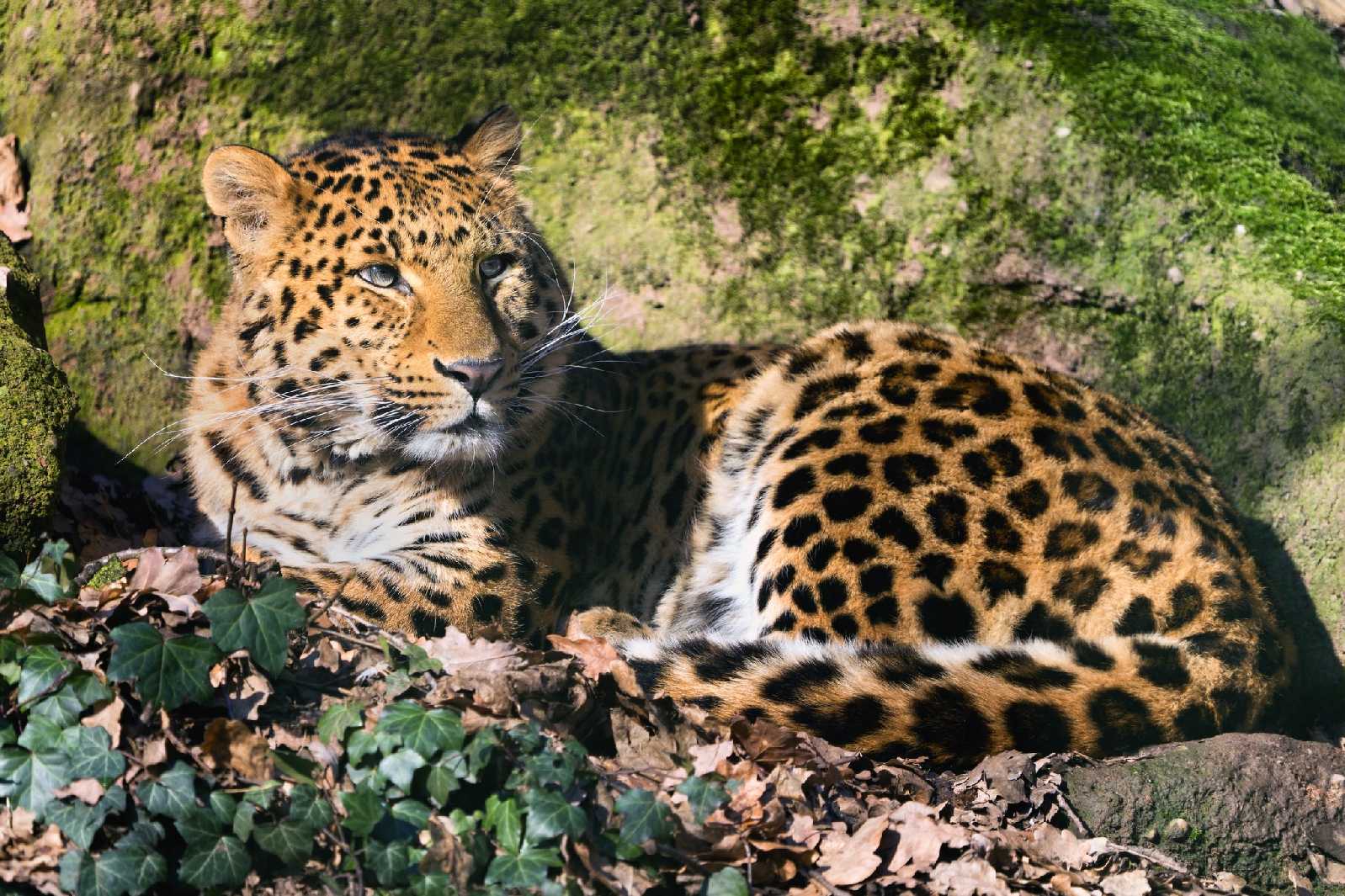 Levhart čínský - ZOO Plzeň - Foto Jana Ježková 0124