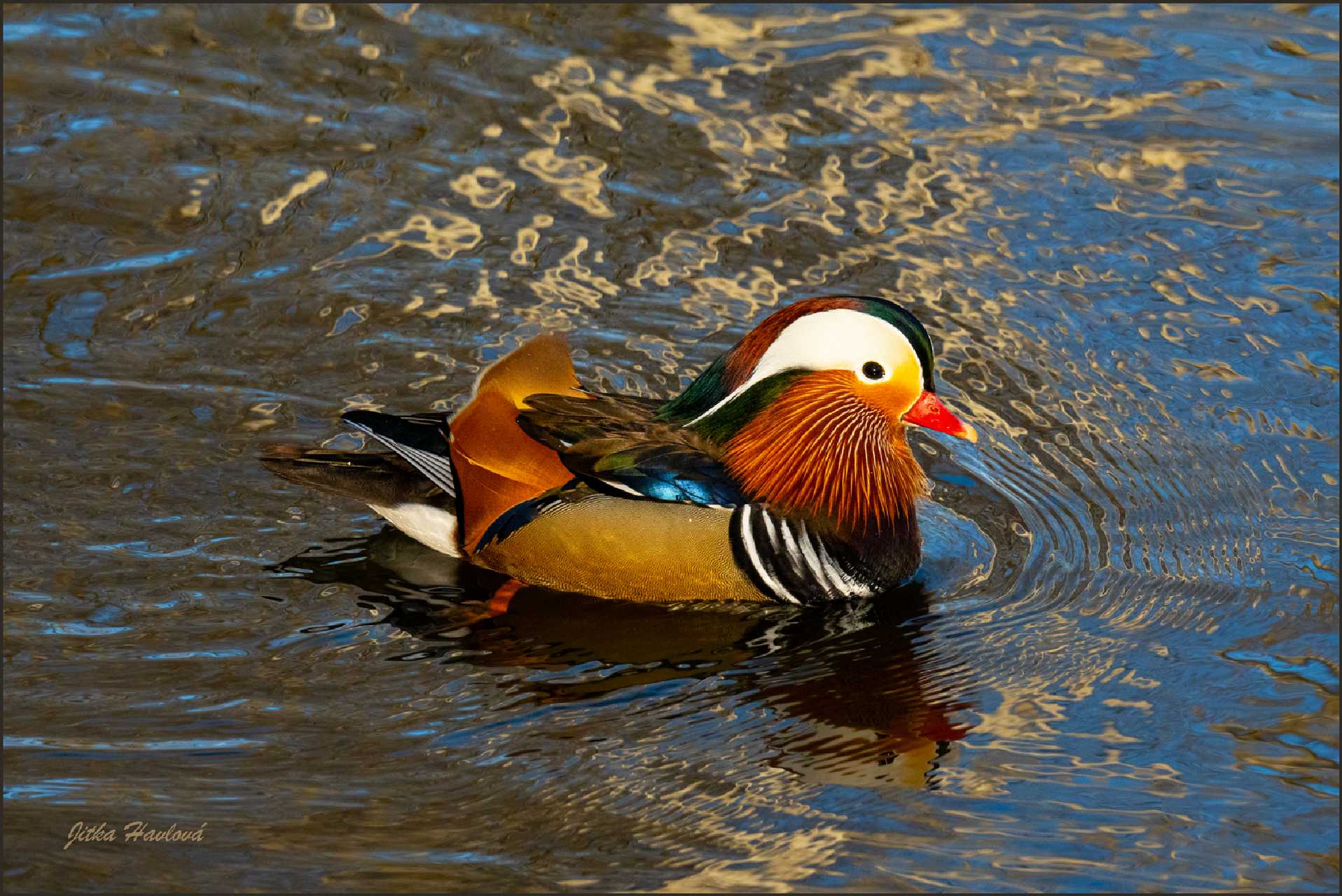 Kachnička mandarinská - Foto Jitka Havlová