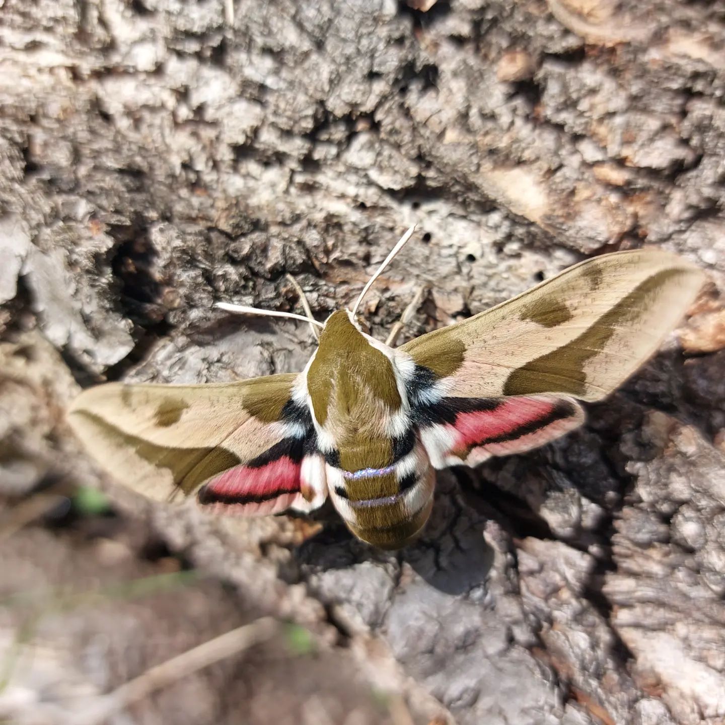 Lišaj pryšcový - Hyles euphorbiae - Foto Petr Stuchlý 0524