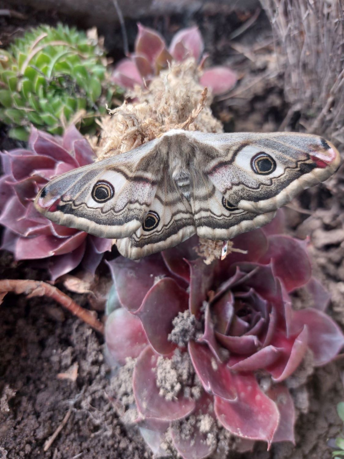 Martináč habrový - Saturnia pavonia - Foto Petr Stuchlý 0524