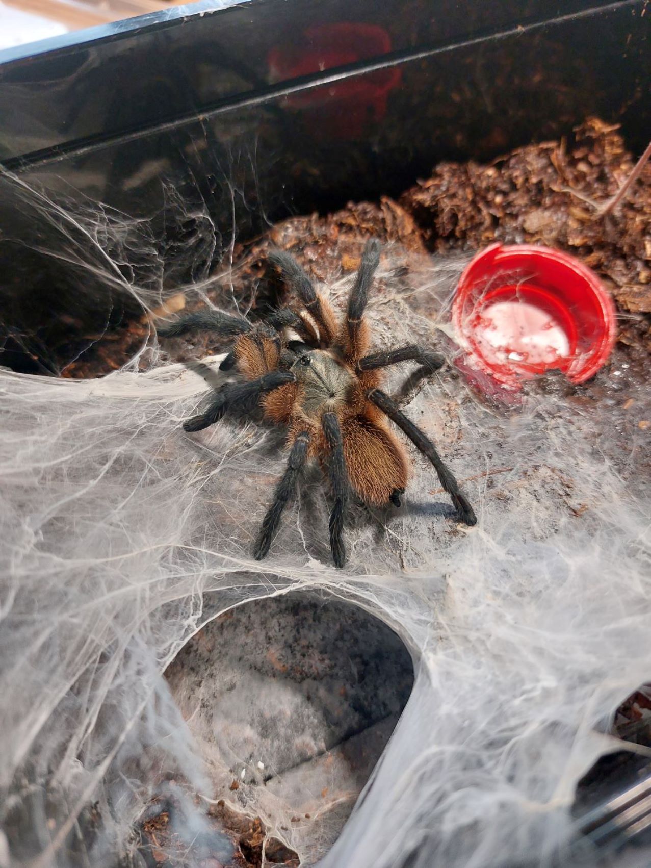 Sklípkan balfourův - Monocentropus balfouri - Foto Petr Stuchlý 0524 (1)